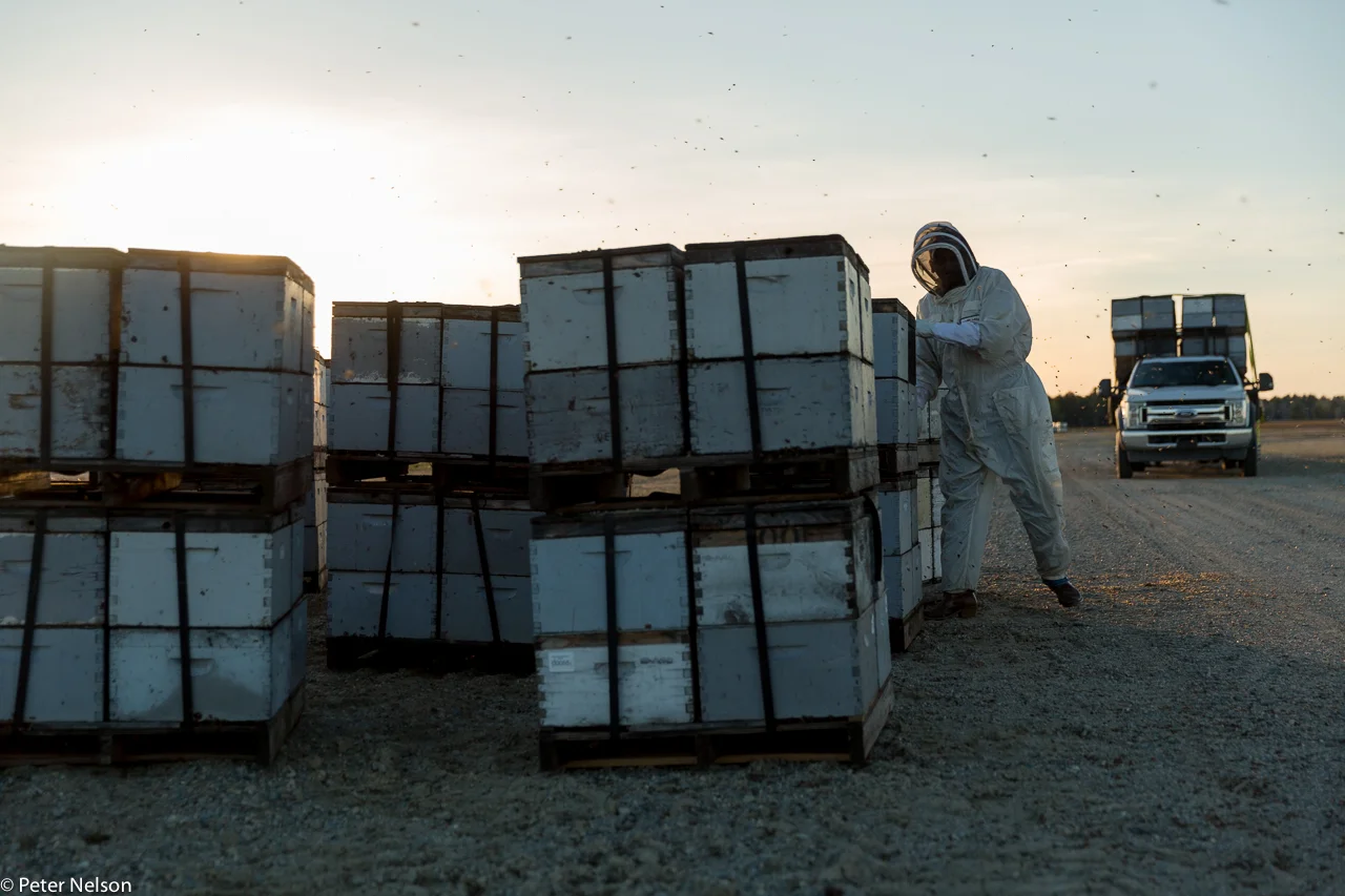 Bees_Blueberries_5_GI7A2493.jpg
