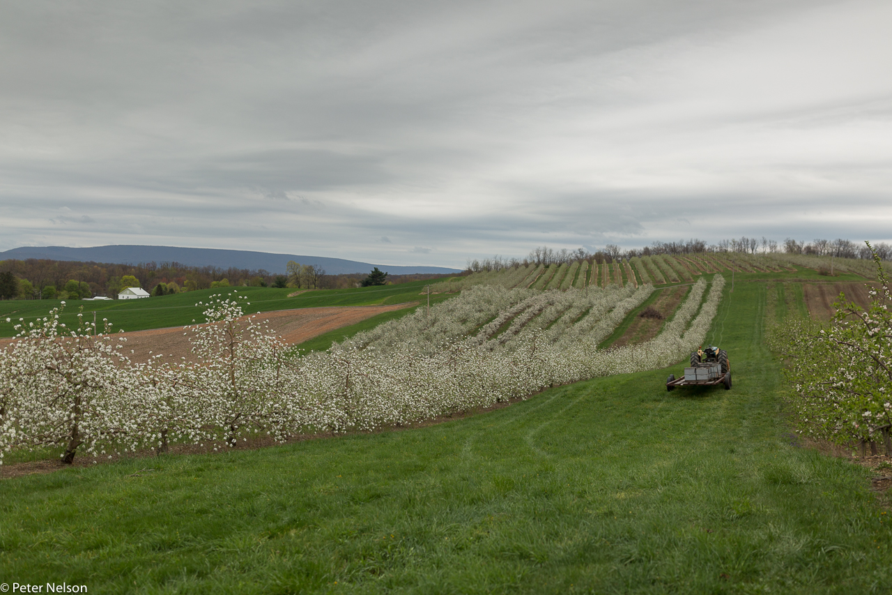 AppleOrchards_PA_4_GI7A2301.jpg