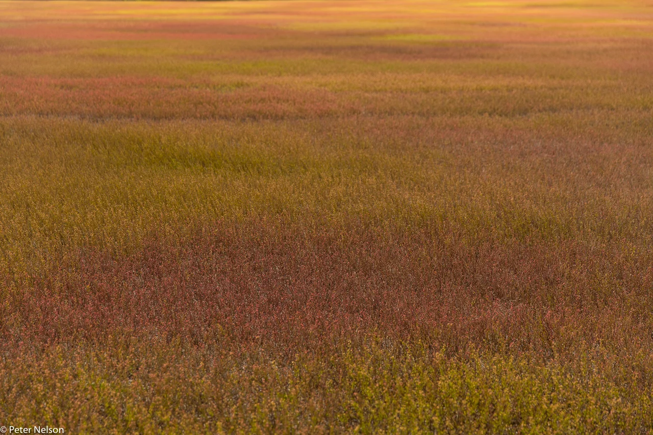 Blueberries_2_GI7A2429.jpg