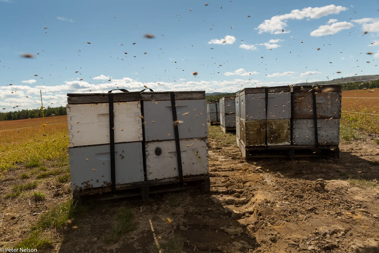 Bees_Blueberries_1_GI7A2450.jpg