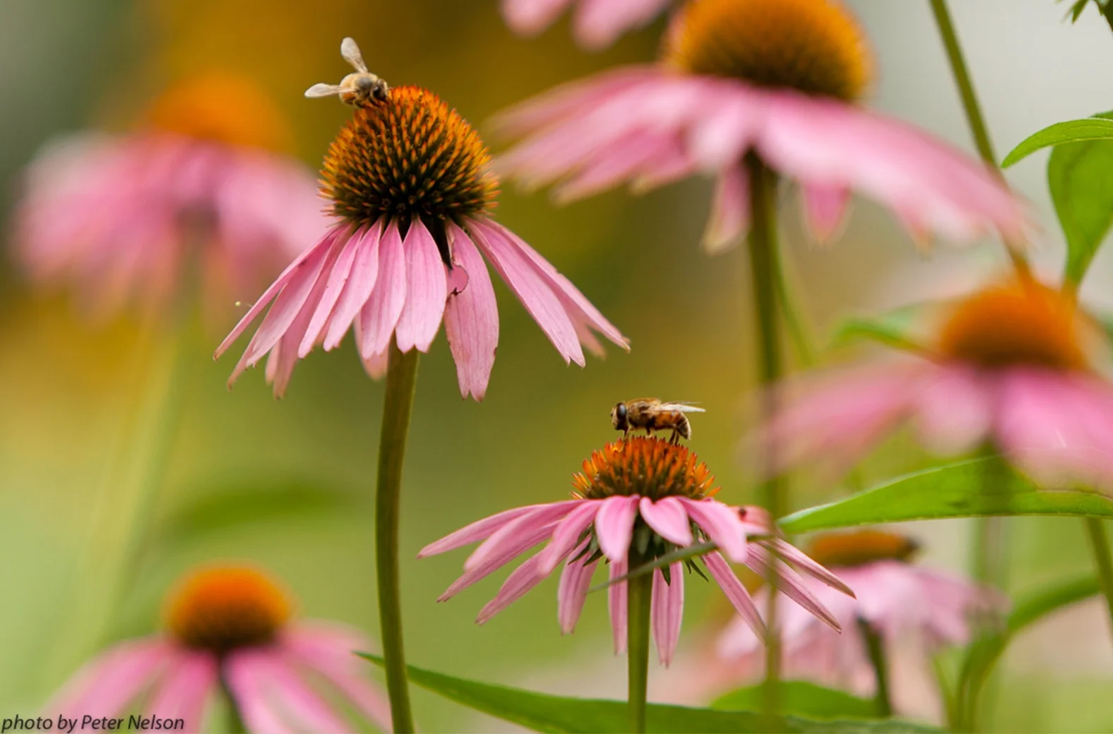 ThePollinators__0010_BeesFlowers1_IMG_1698.jpg