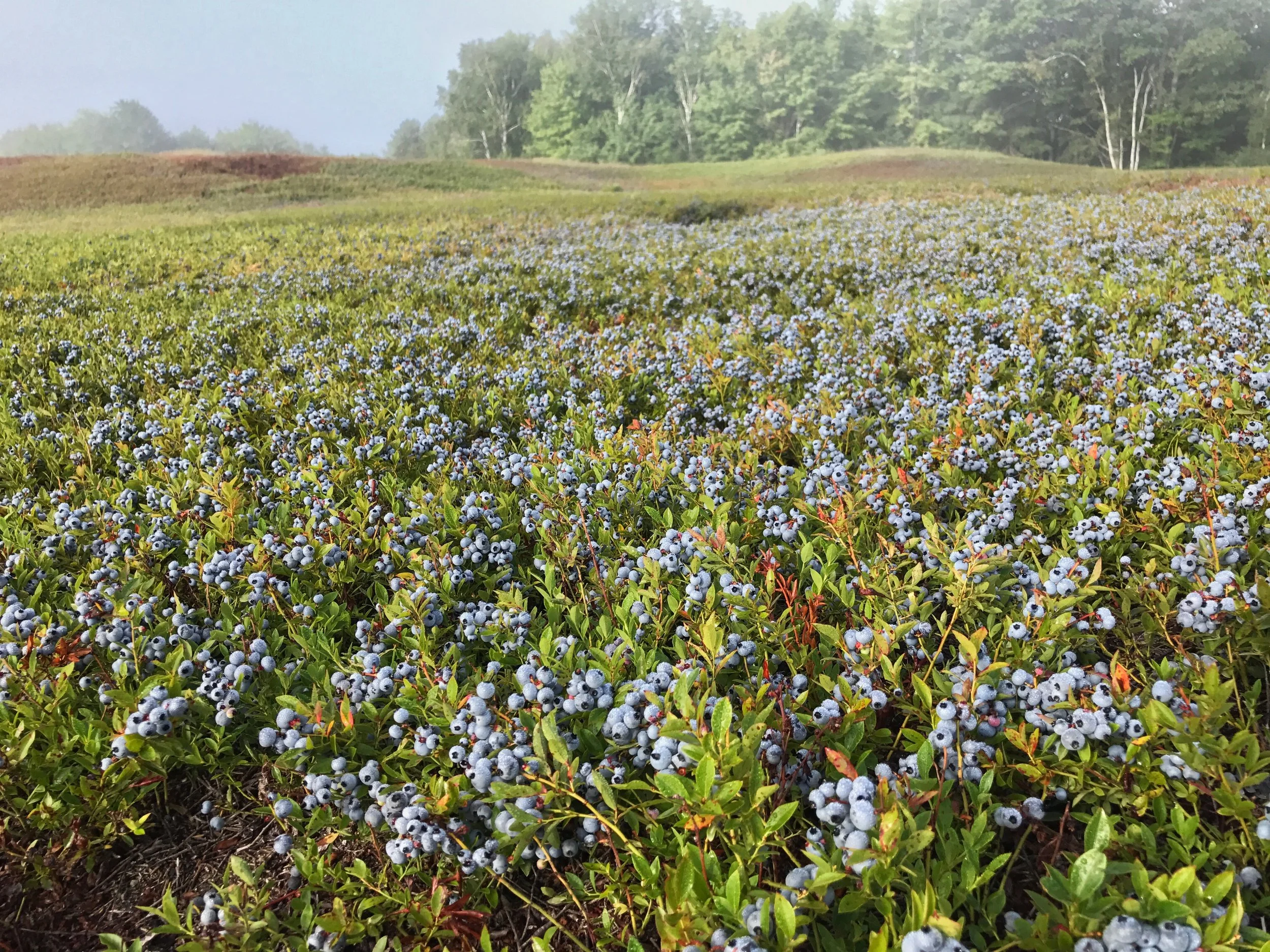 BlueberryCrop.jpg