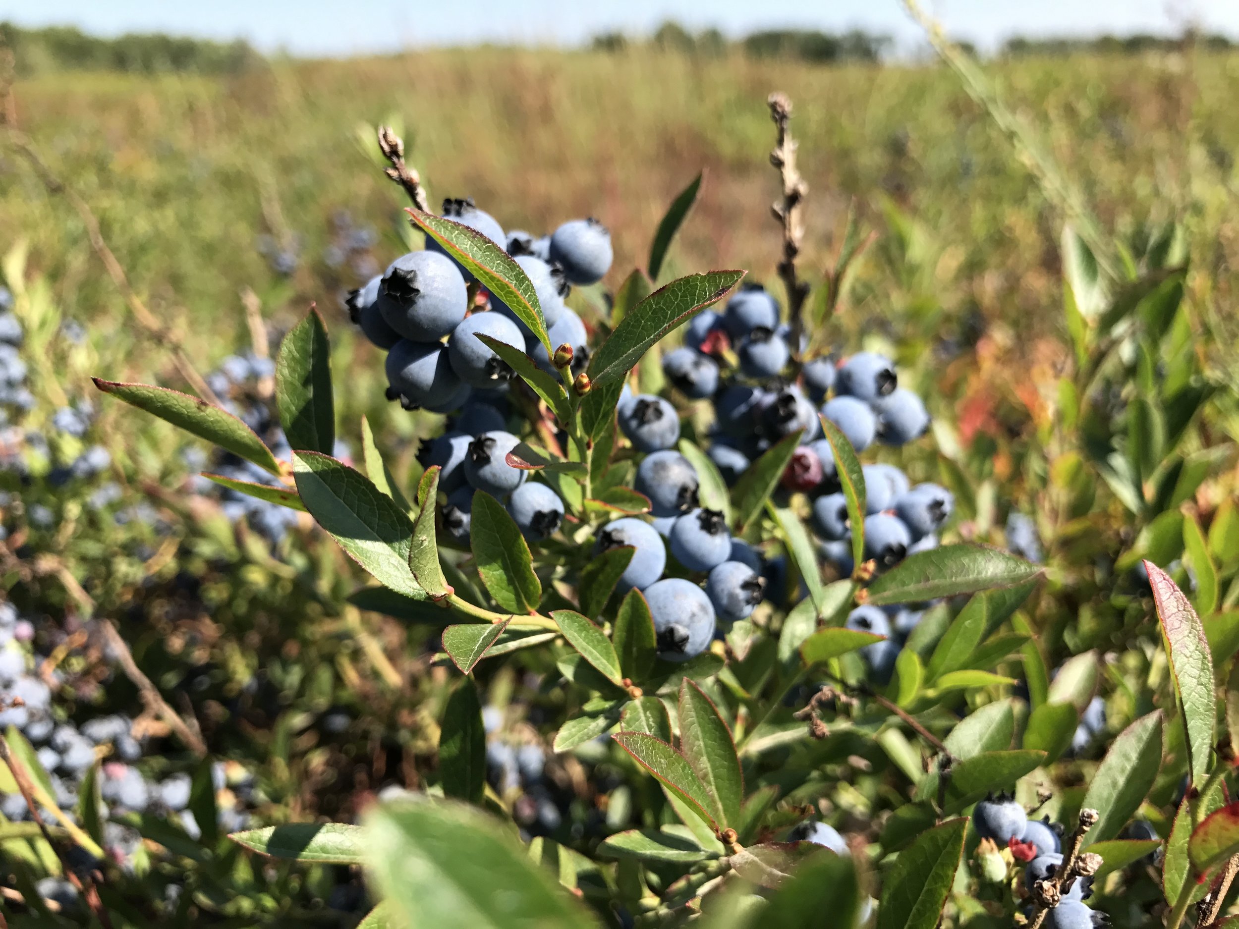 Blueberries As Far As One Can See — The Pollinators