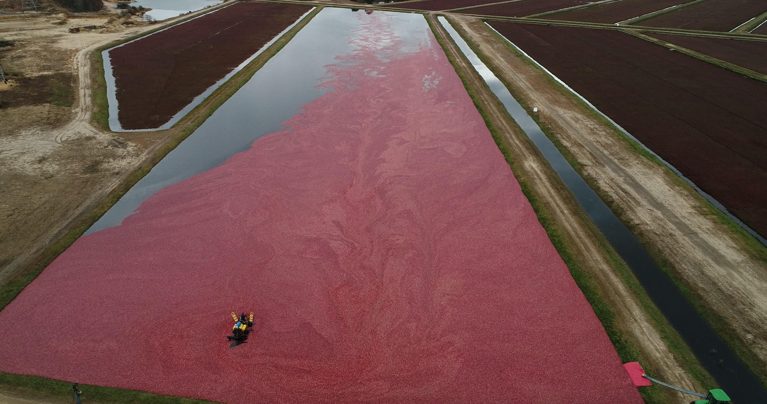 Bees_CranberryHarvest_2.jpg
