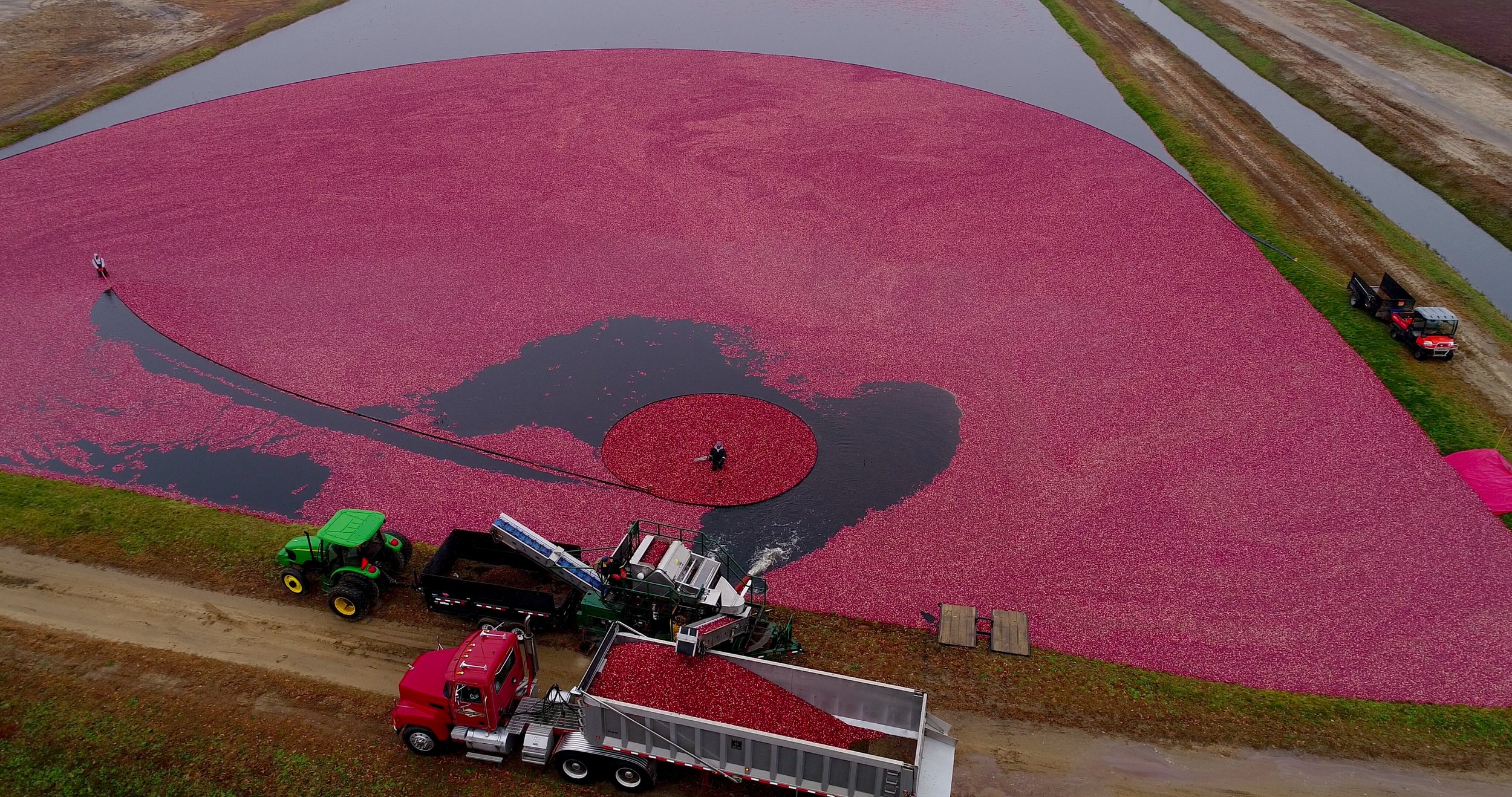 Bees_CranberryHarvest_1.JPG