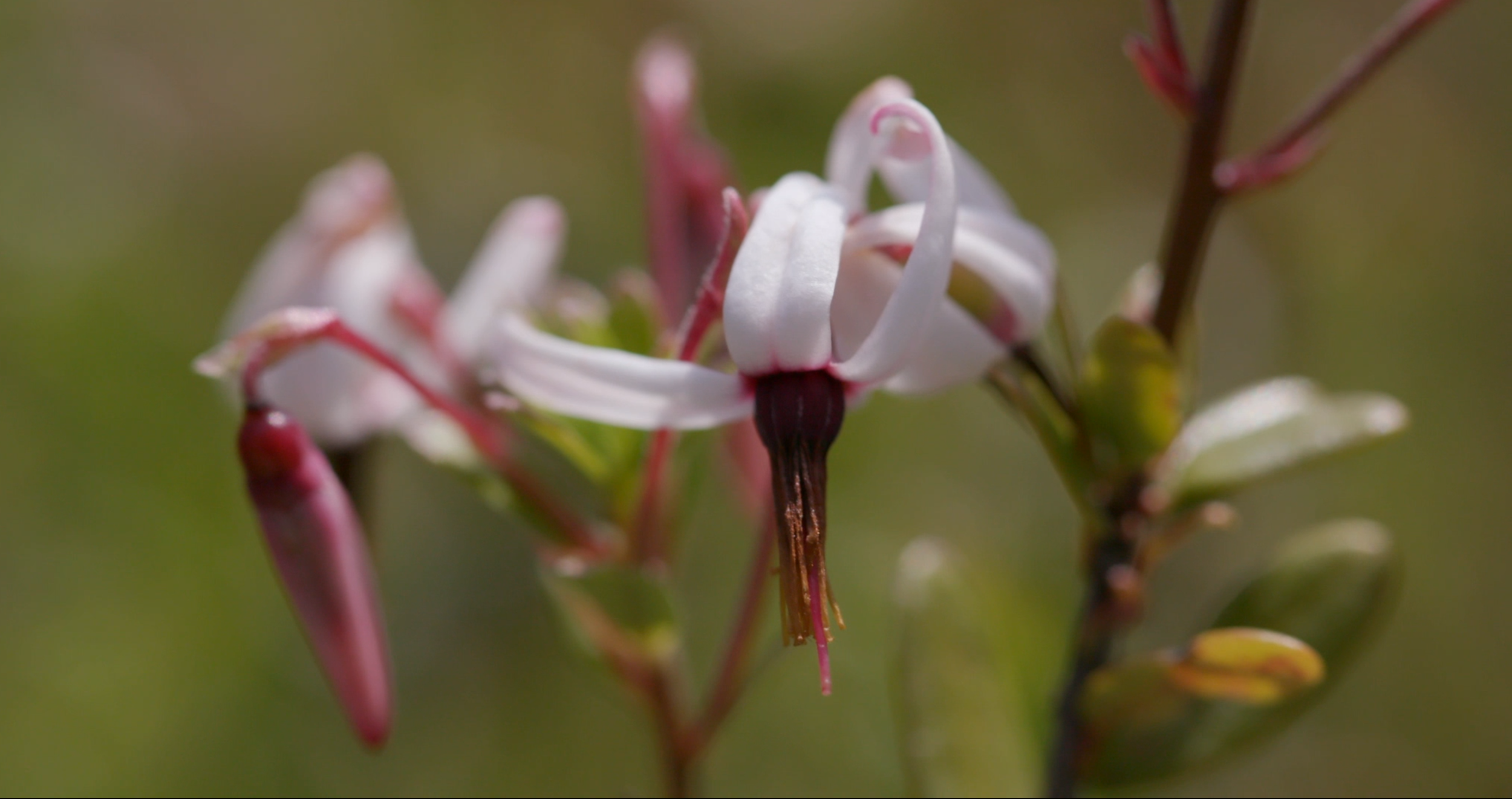 CranberryFlowerScreenGrab.png