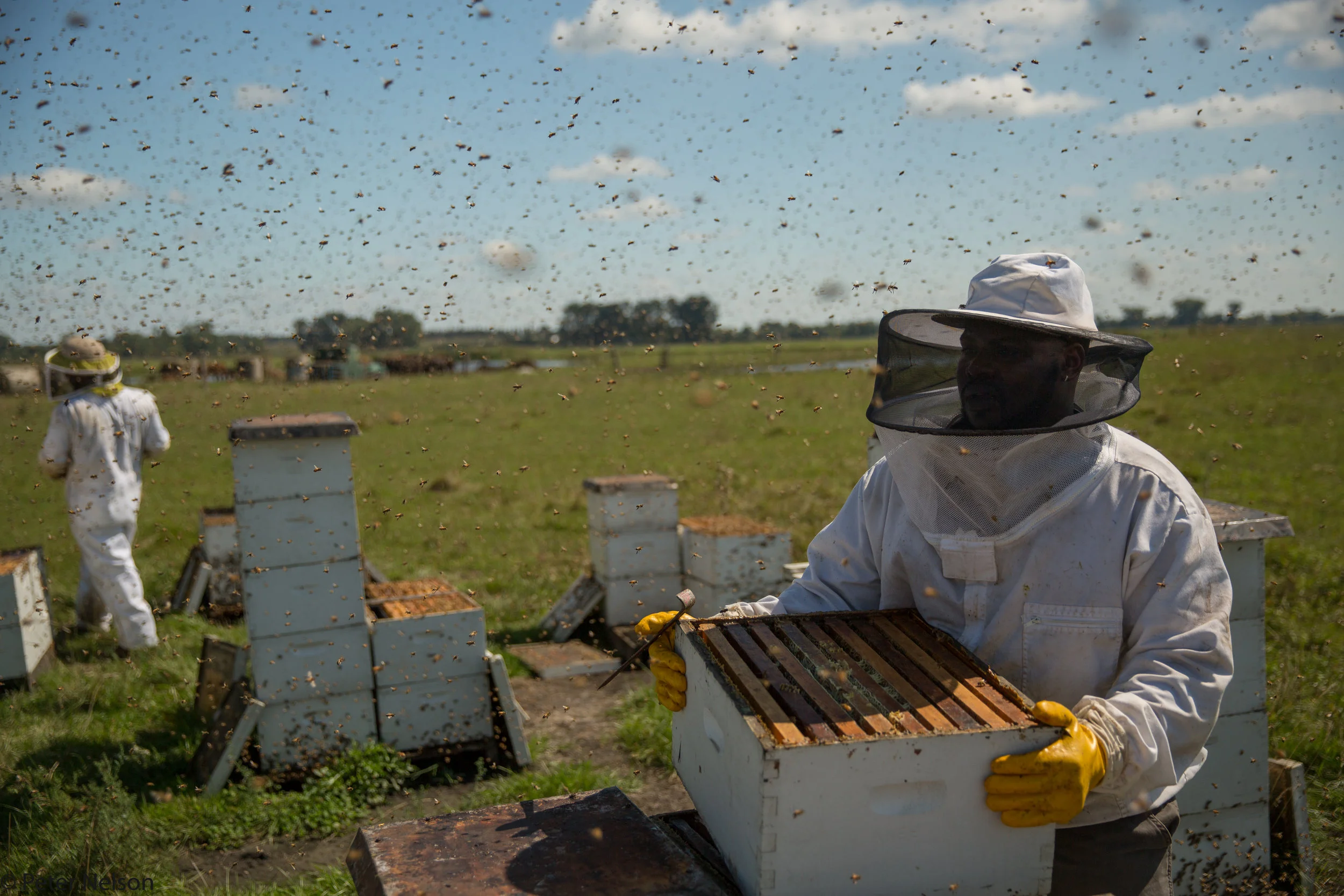 ThePollinators_Nelson-4-3.jpg