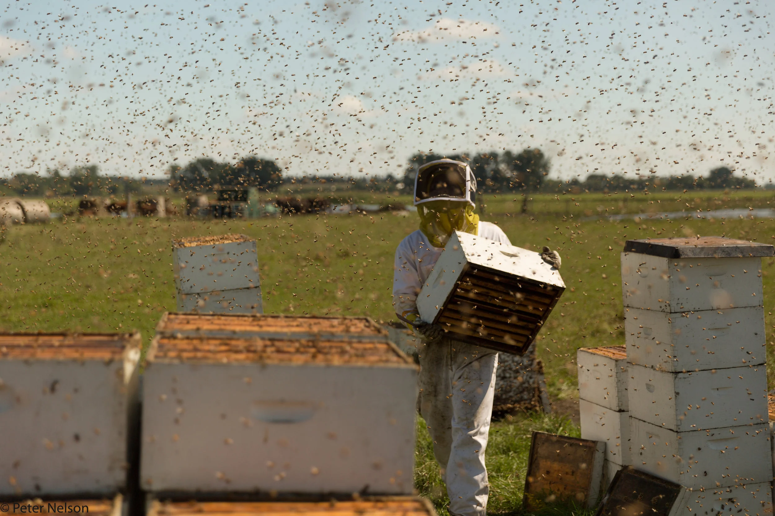 ThePollinatorsHoneyHarvest-3.jpg