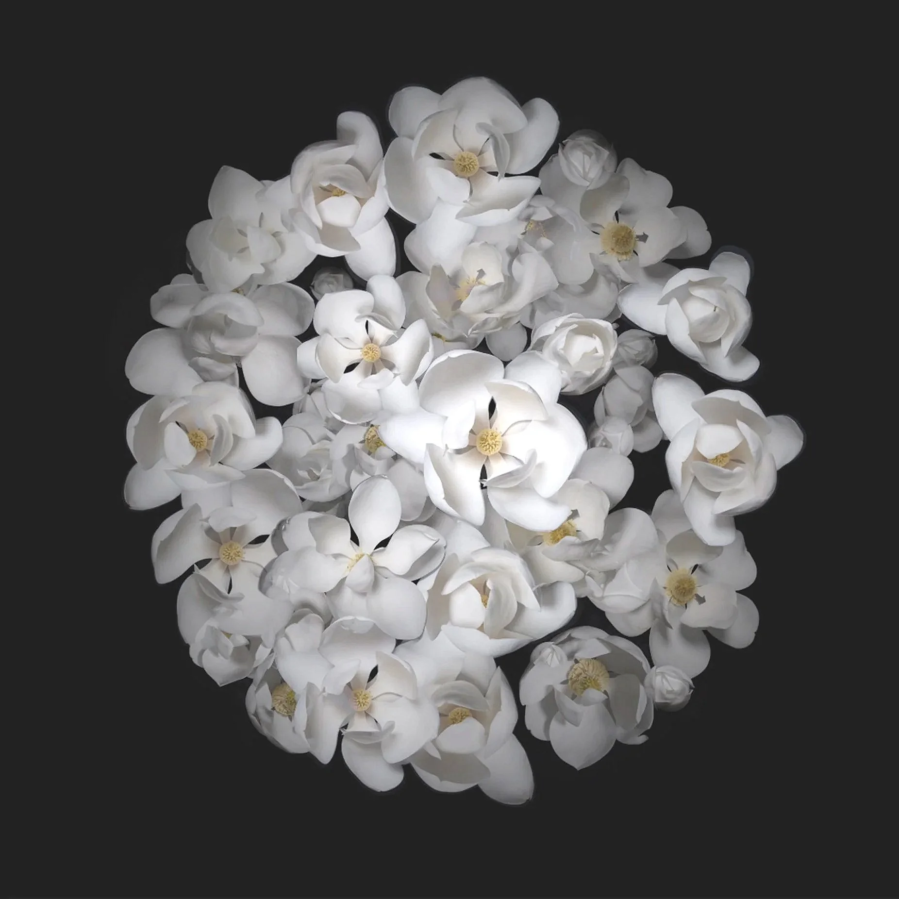 An image of the projection titled Cluster by New Orleans based new media artist Courtney Egan, depicting opening and closing Magnolia flowers against a black background, for Conde Contemporary.