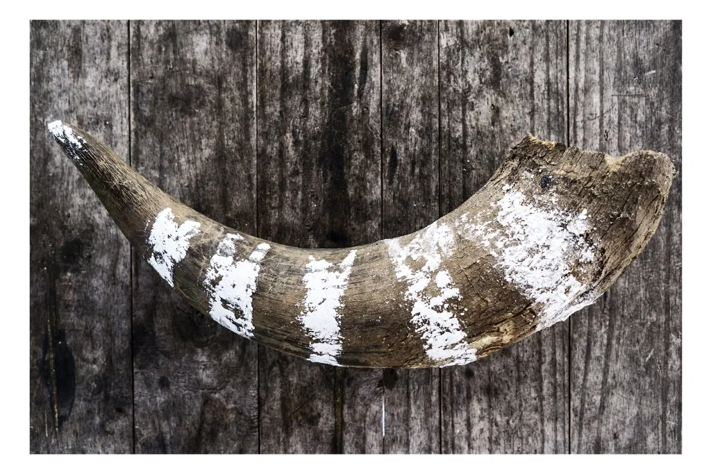 stripedhorn8x12-2-copy.jpg