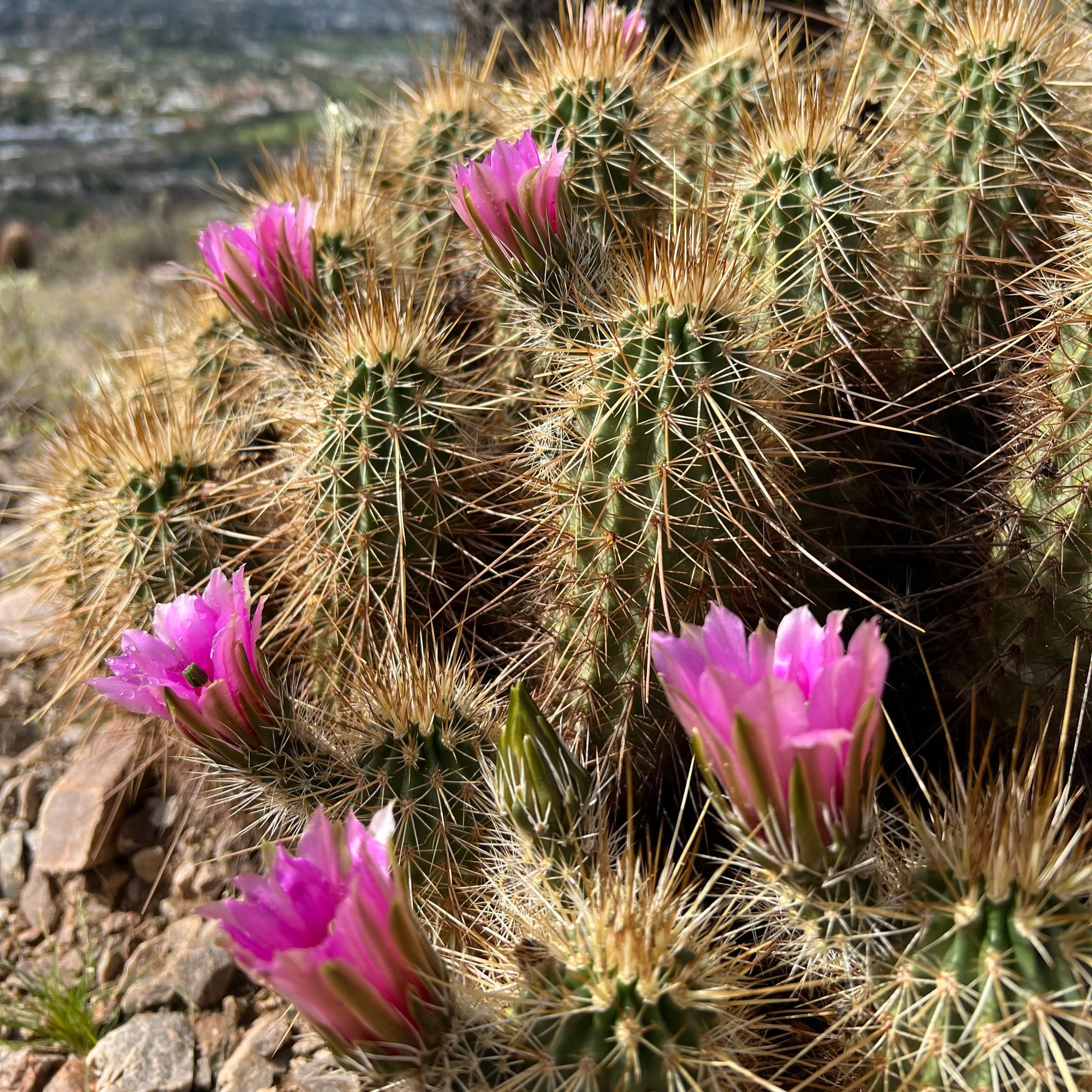 Expanding Into versus Trying to Fix 