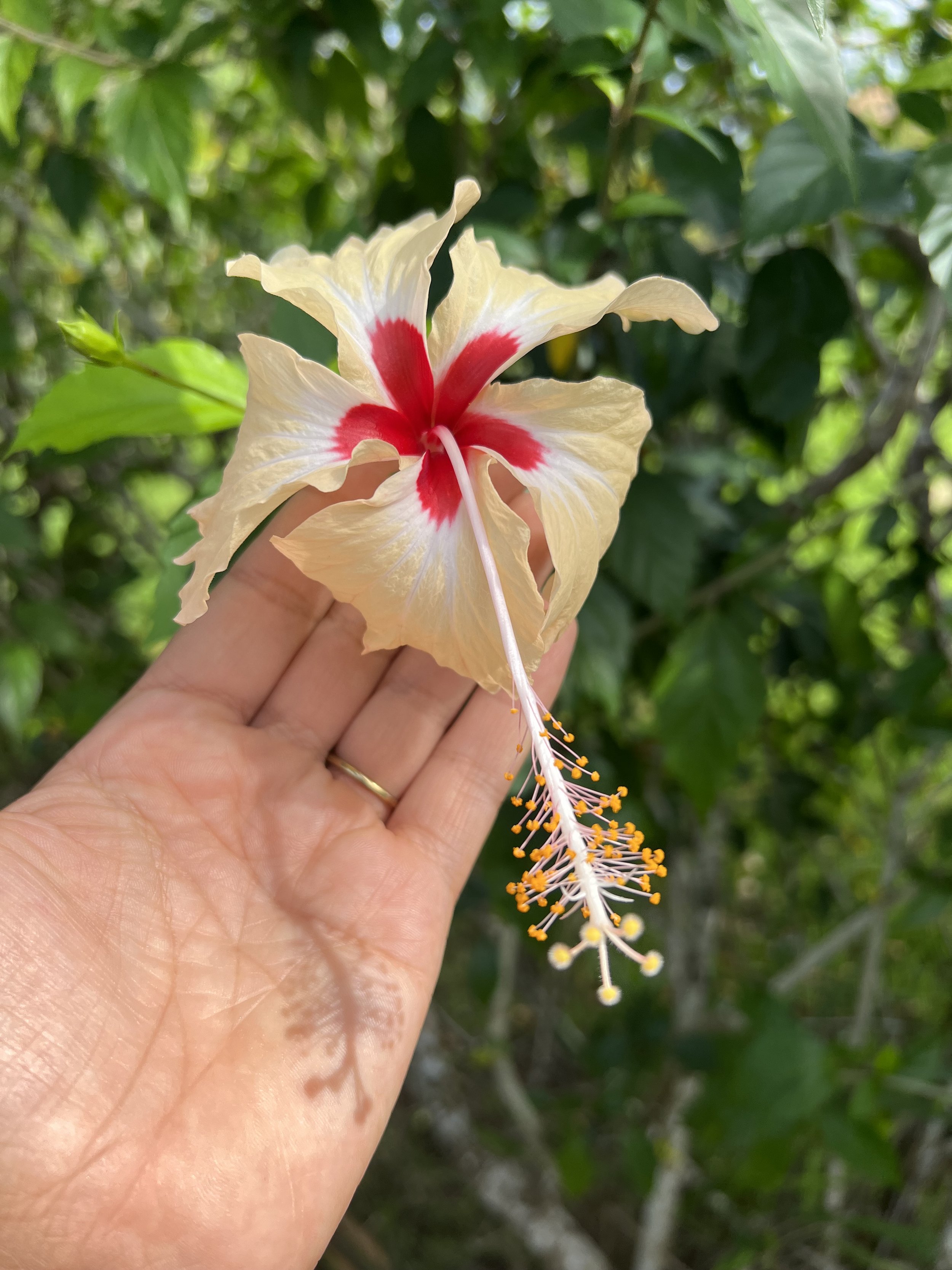 Awakening with Katie Chorlton: Vagal Nerve Toning Practices