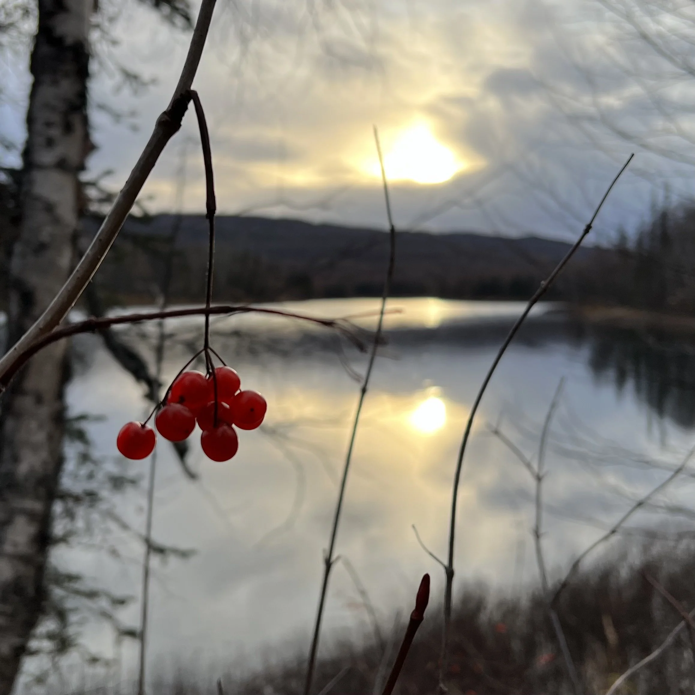 Forcing, Shoulding & Creating in Joy