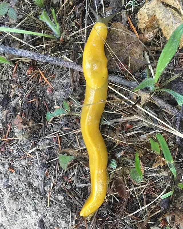 Classic wiggle #sluglife