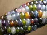Glass Gem Corn Seeds