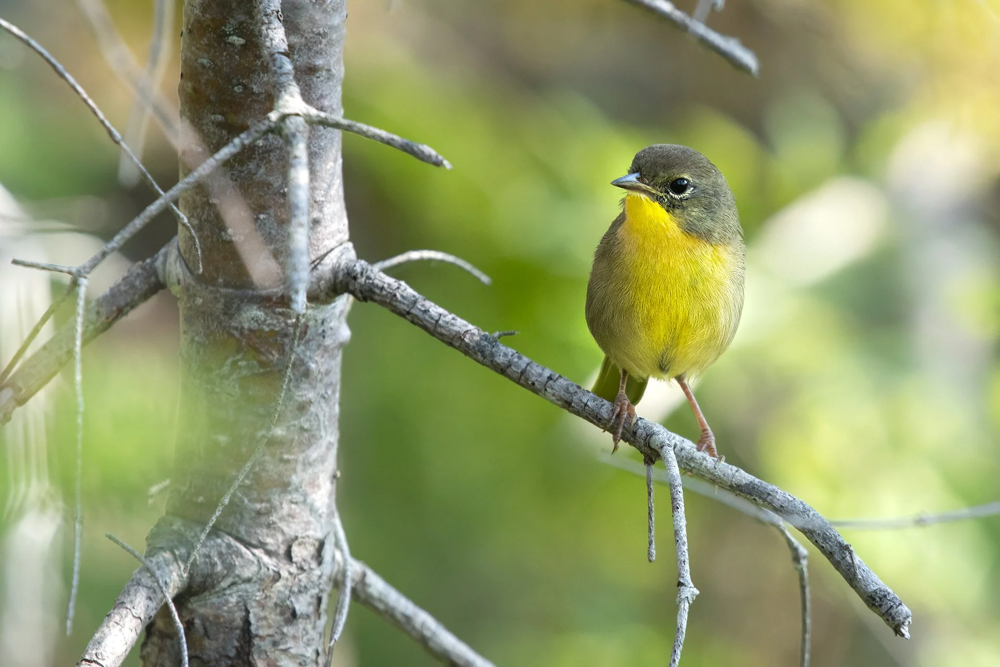 Common Yellowthroat 
