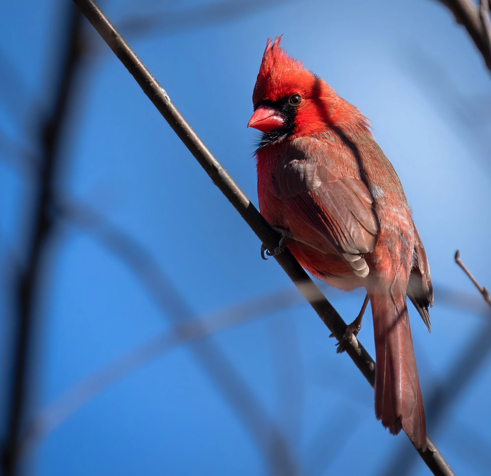 Cardinal.jpg