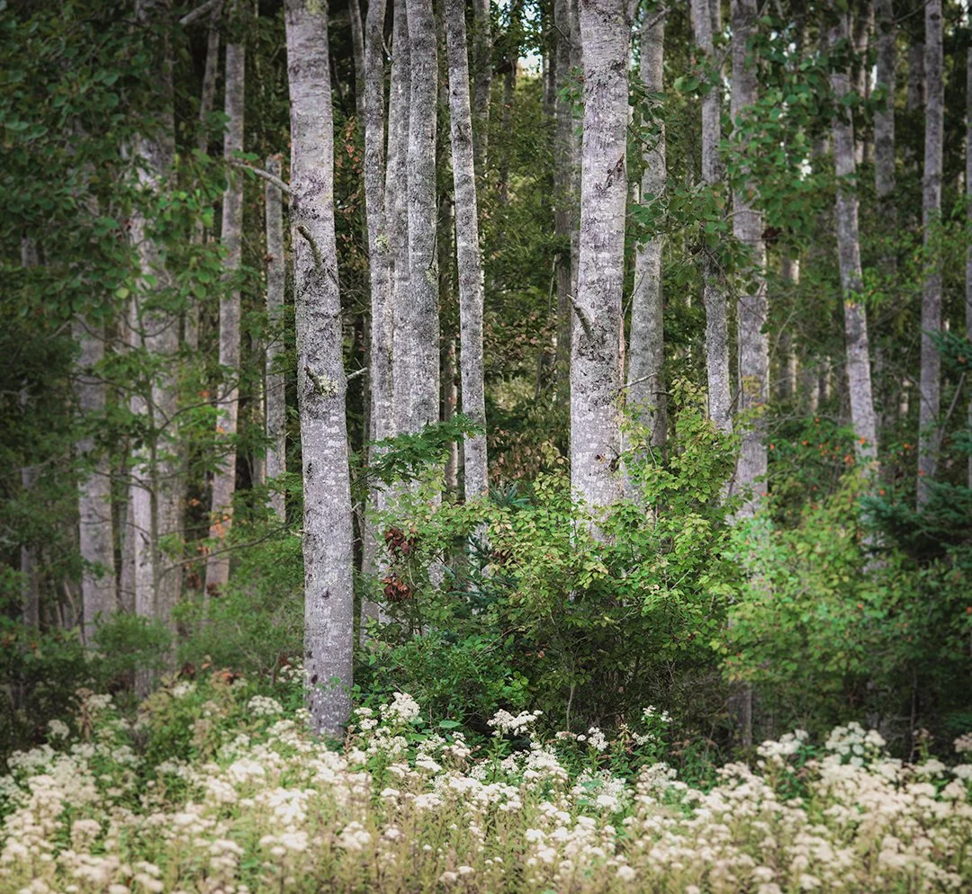 Scott's Landing Preserve.jpg