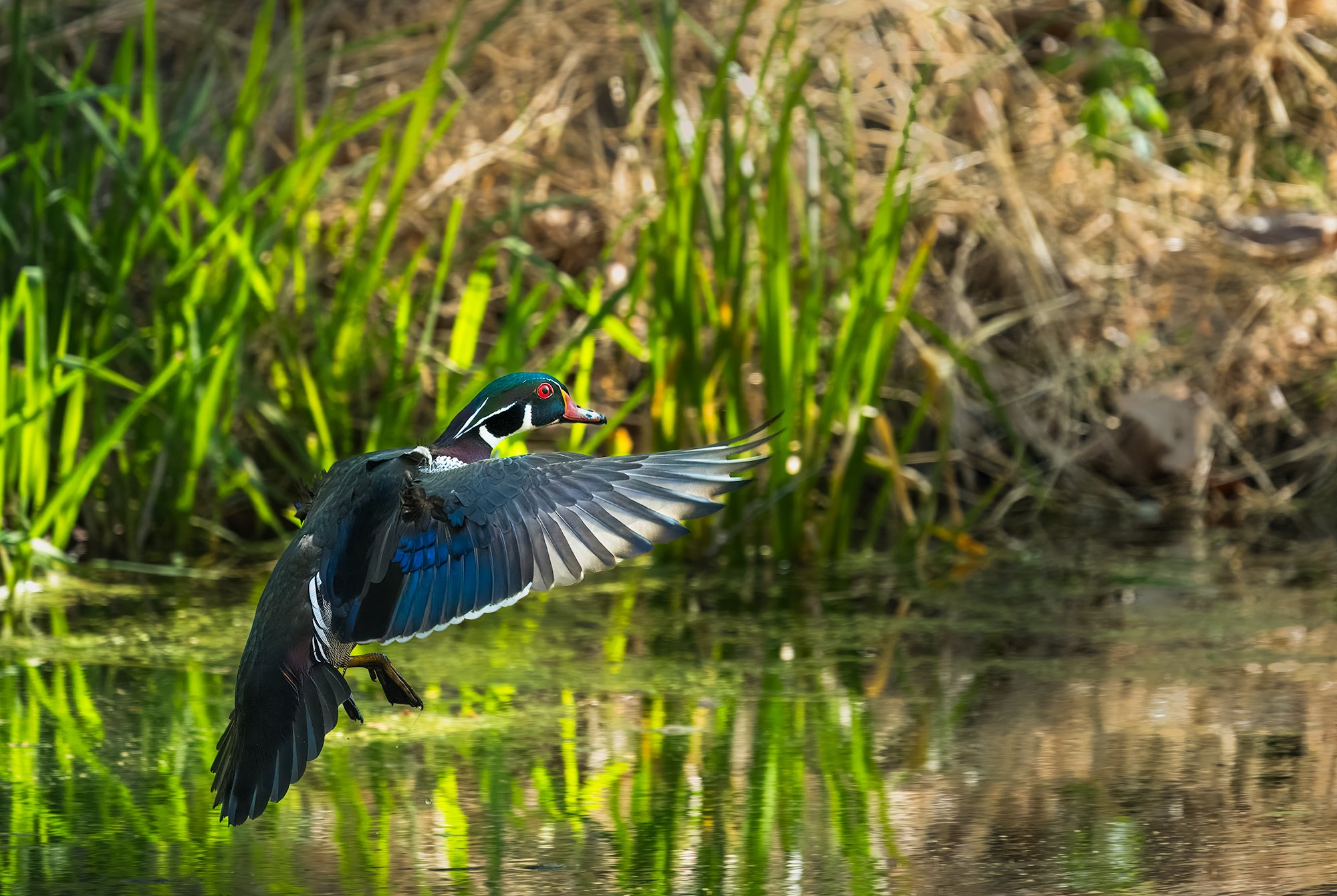 wood duck landing.jpg