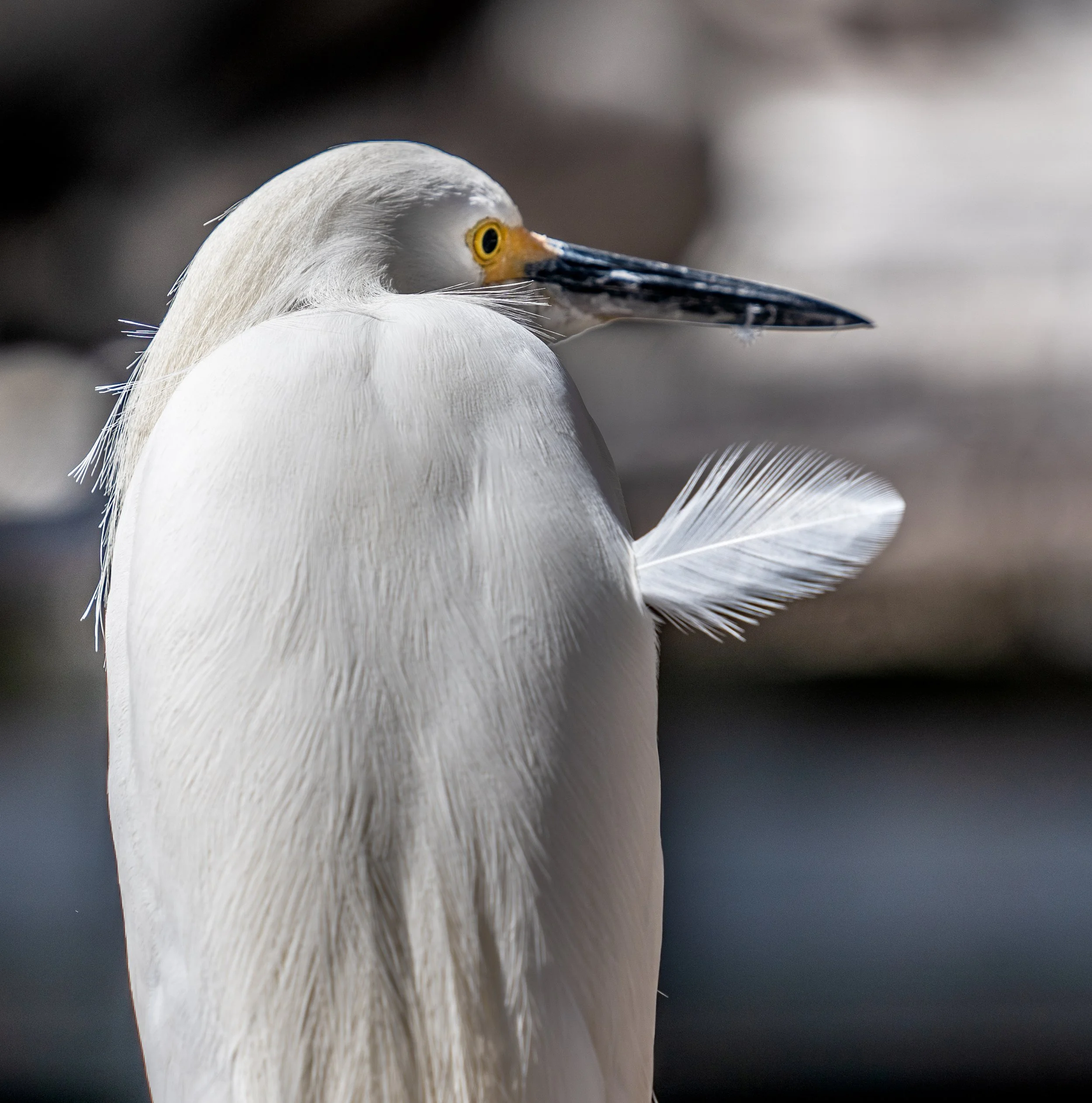 Close-up of a white egret with focus on its feathers and head, against a blurred background.