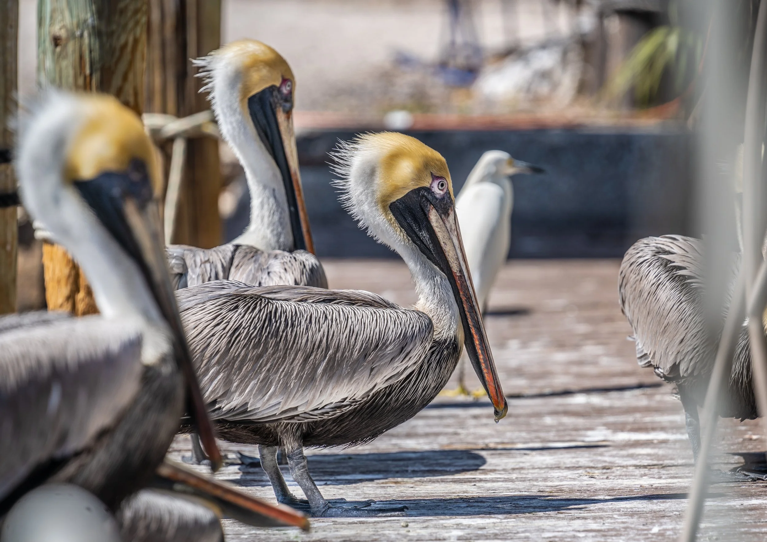 Group of brown pelicans with yellow heads standing on a wooden dock.
