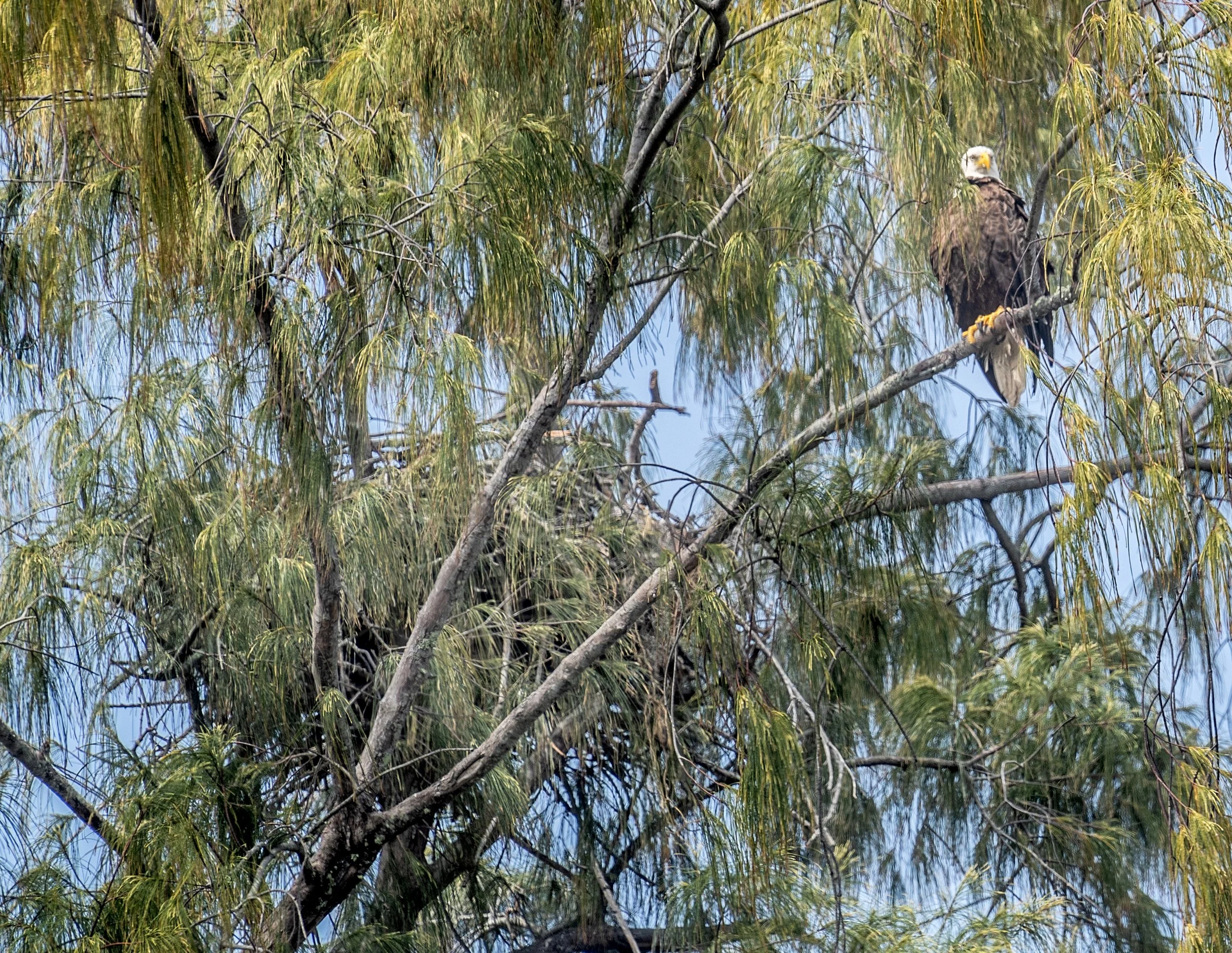 A bald eagle perched on a tree branch with a nest nearby, surrounded by green foliage.