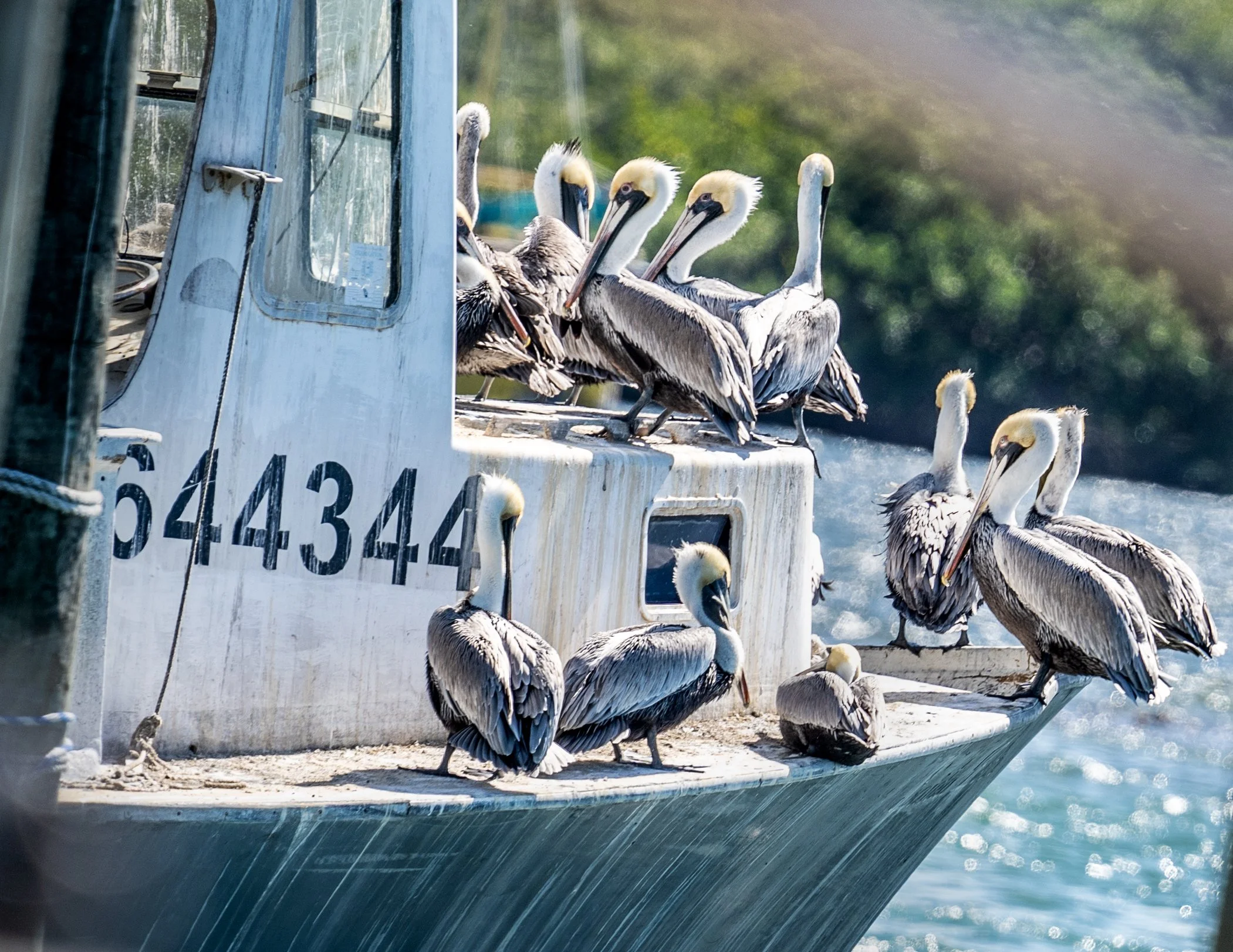 Pelicans perched on a boat deck with the number 644344 visible.