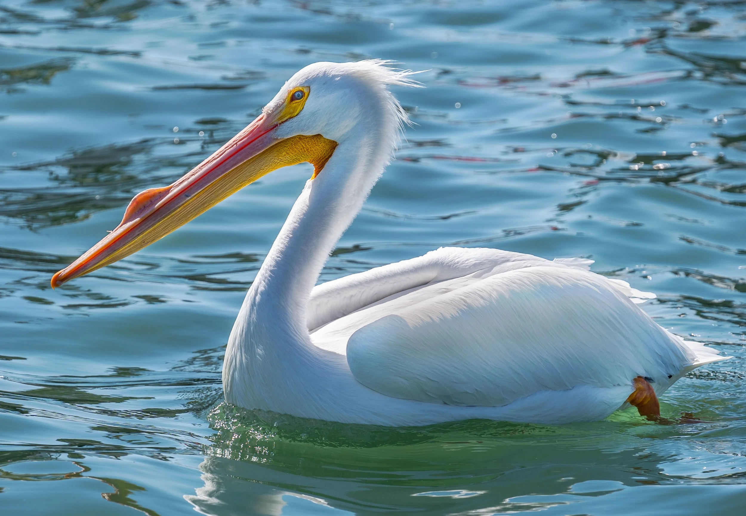 A white pelican with an orange bill swimming in blue water.