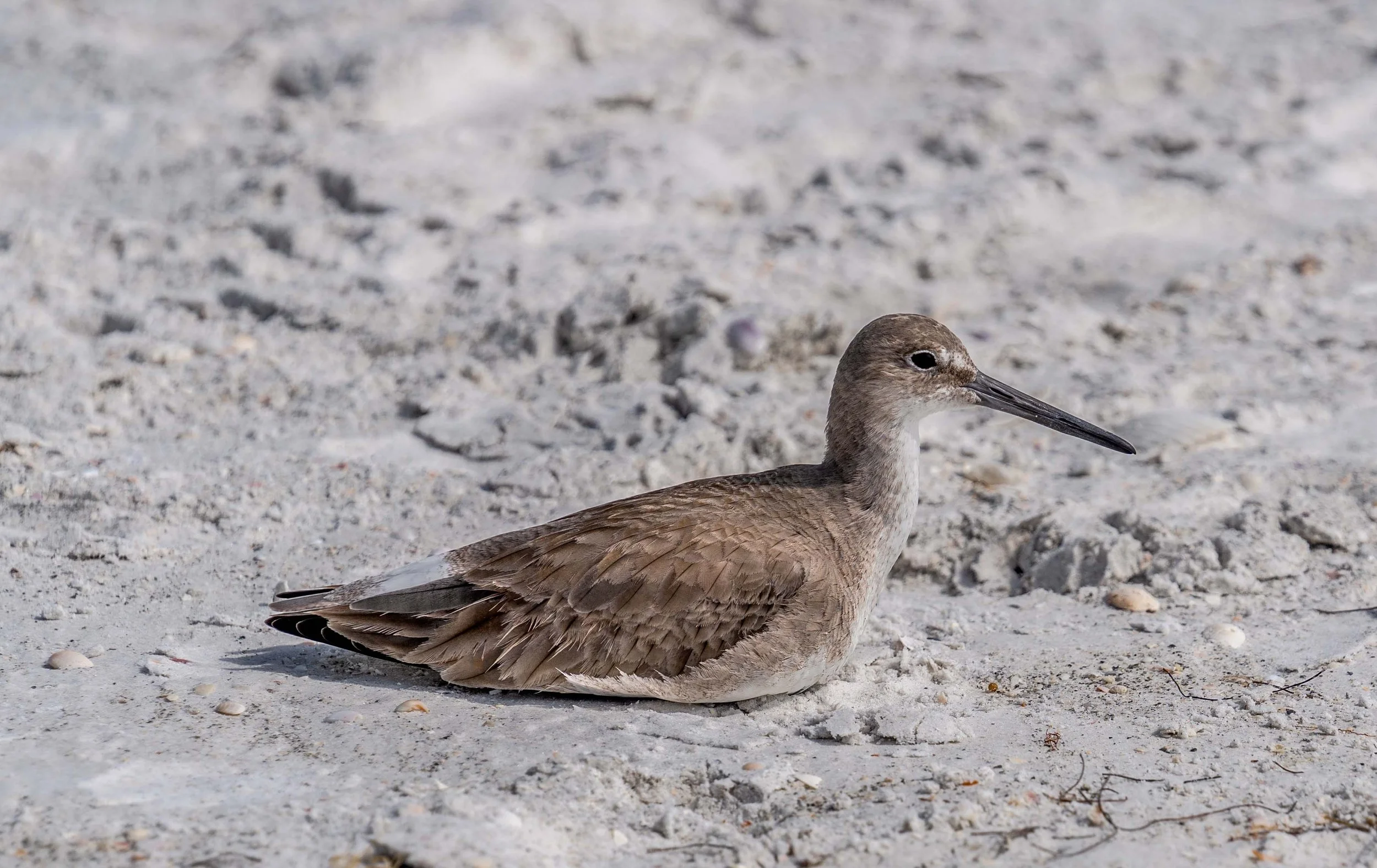 Willet bird on sandy beach
