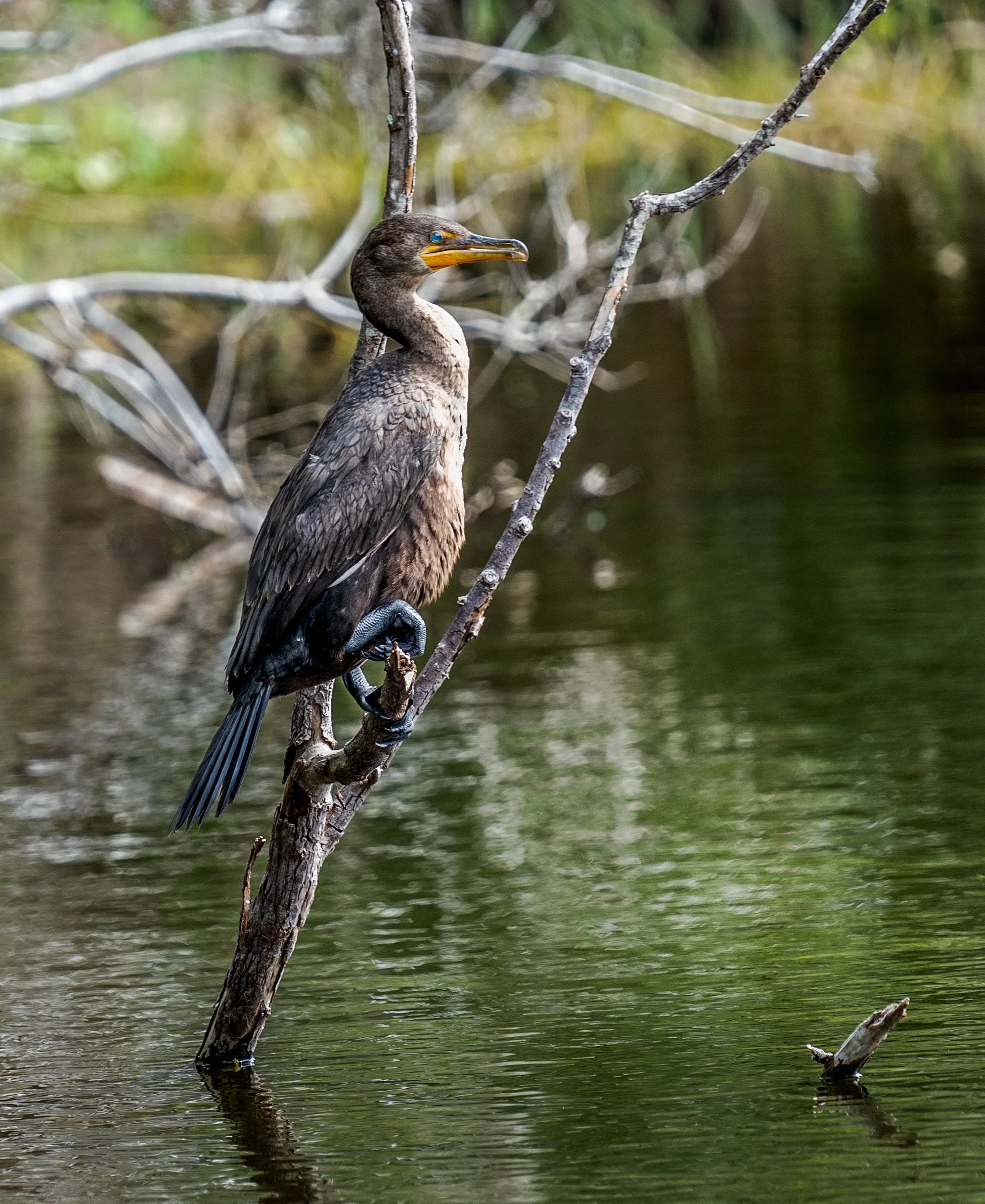 A cormorant perched on a branch over water.