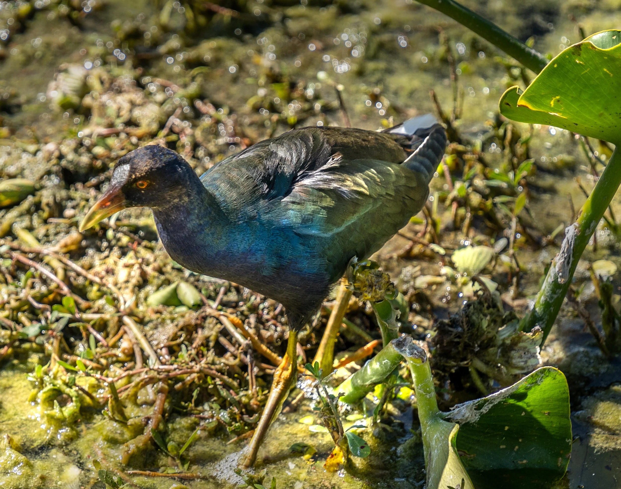 Purple gallinule bird walking through wetlands with green vegetation and water plants.