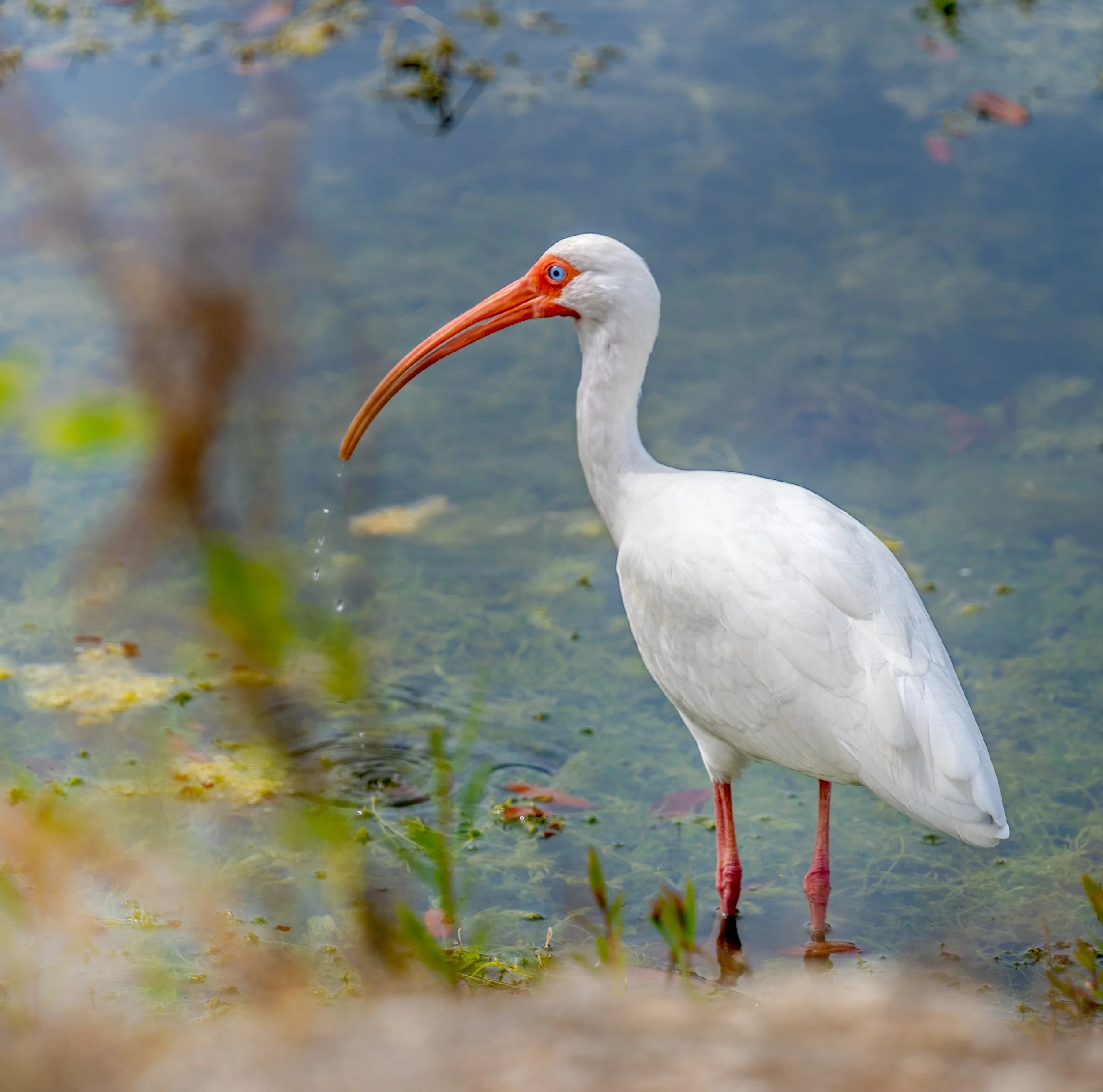 A white ibis standing in shallow water with an orange beak and long legs, surrounded by aquatic plants.