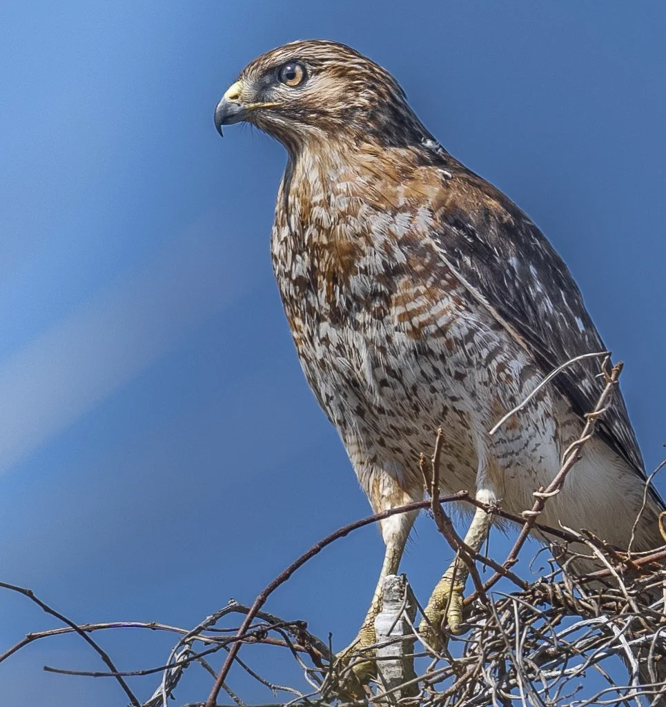Hawk perched on a nest made of twigs.