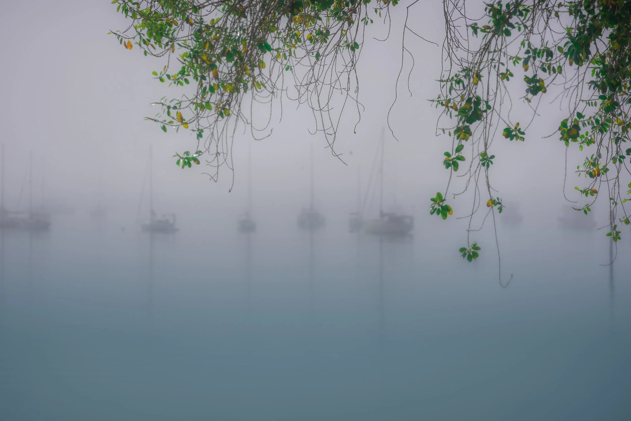 Boats in foggy harbor with overhanging branches