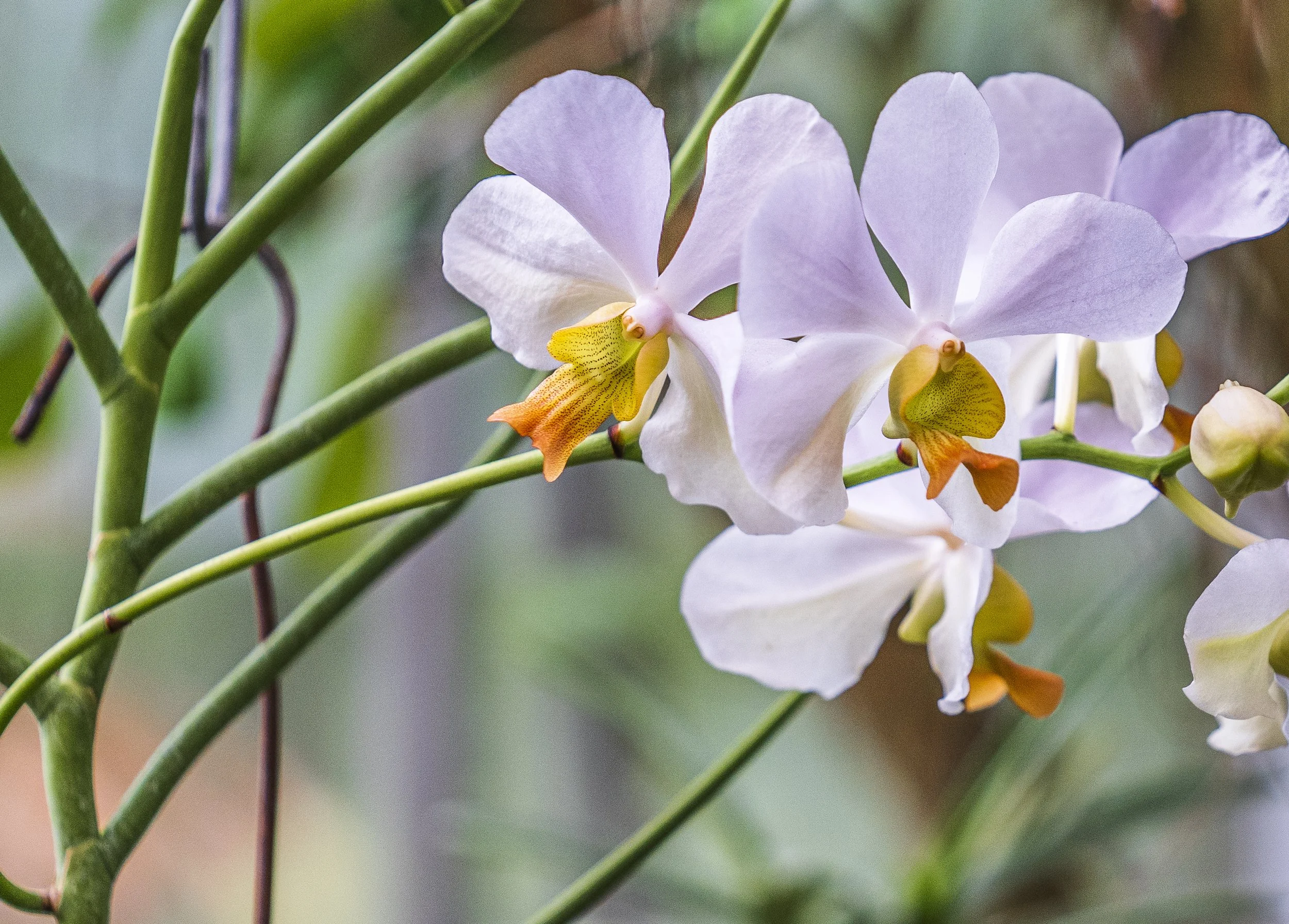 Close-up of light purple and white orchids with yellow and orange centers on green stems.