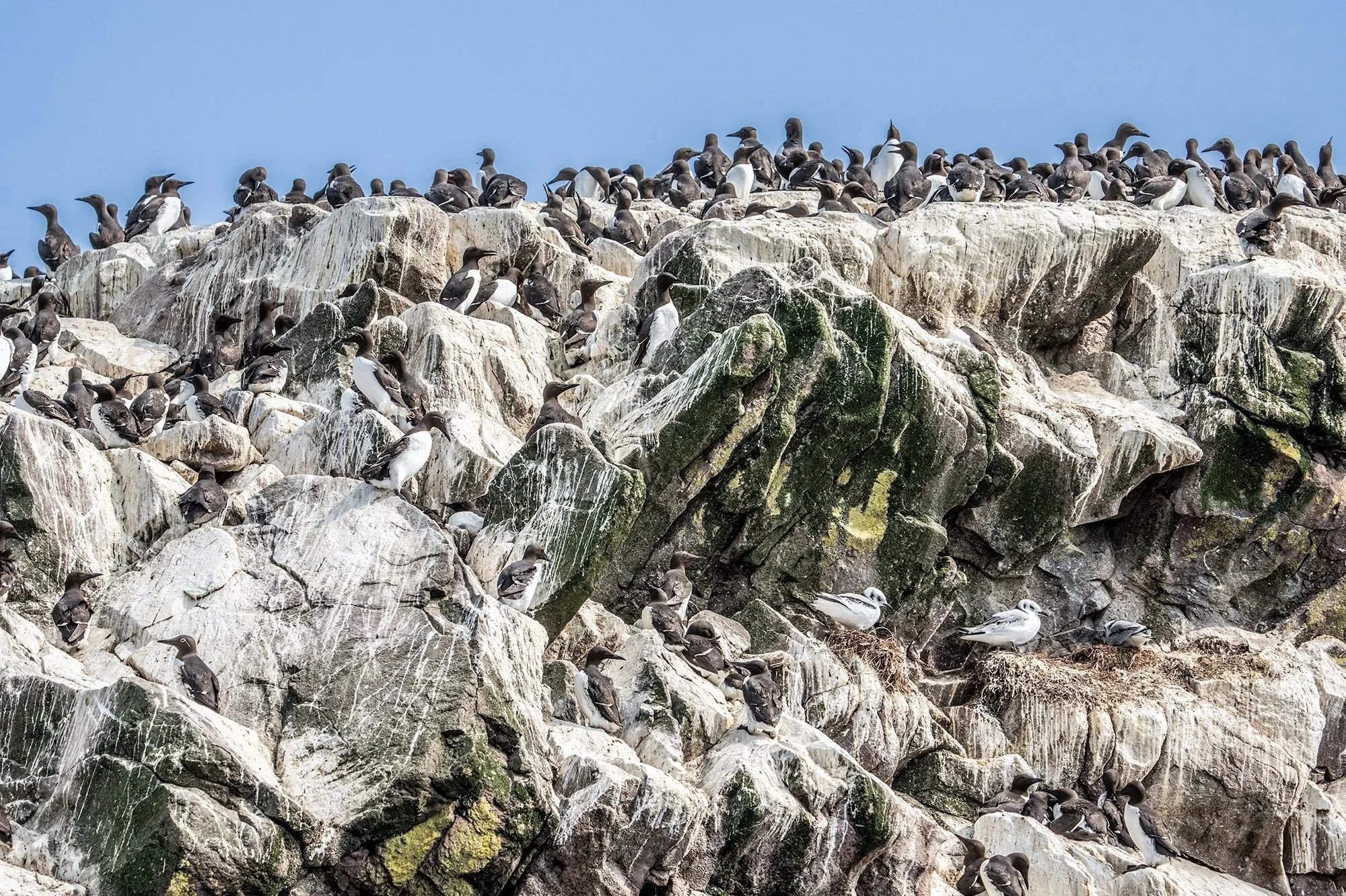 Gull Island 