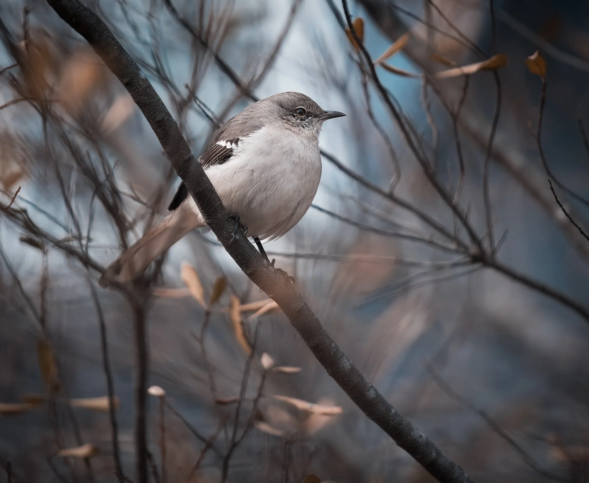 Northern Mockingbird winter .jpg