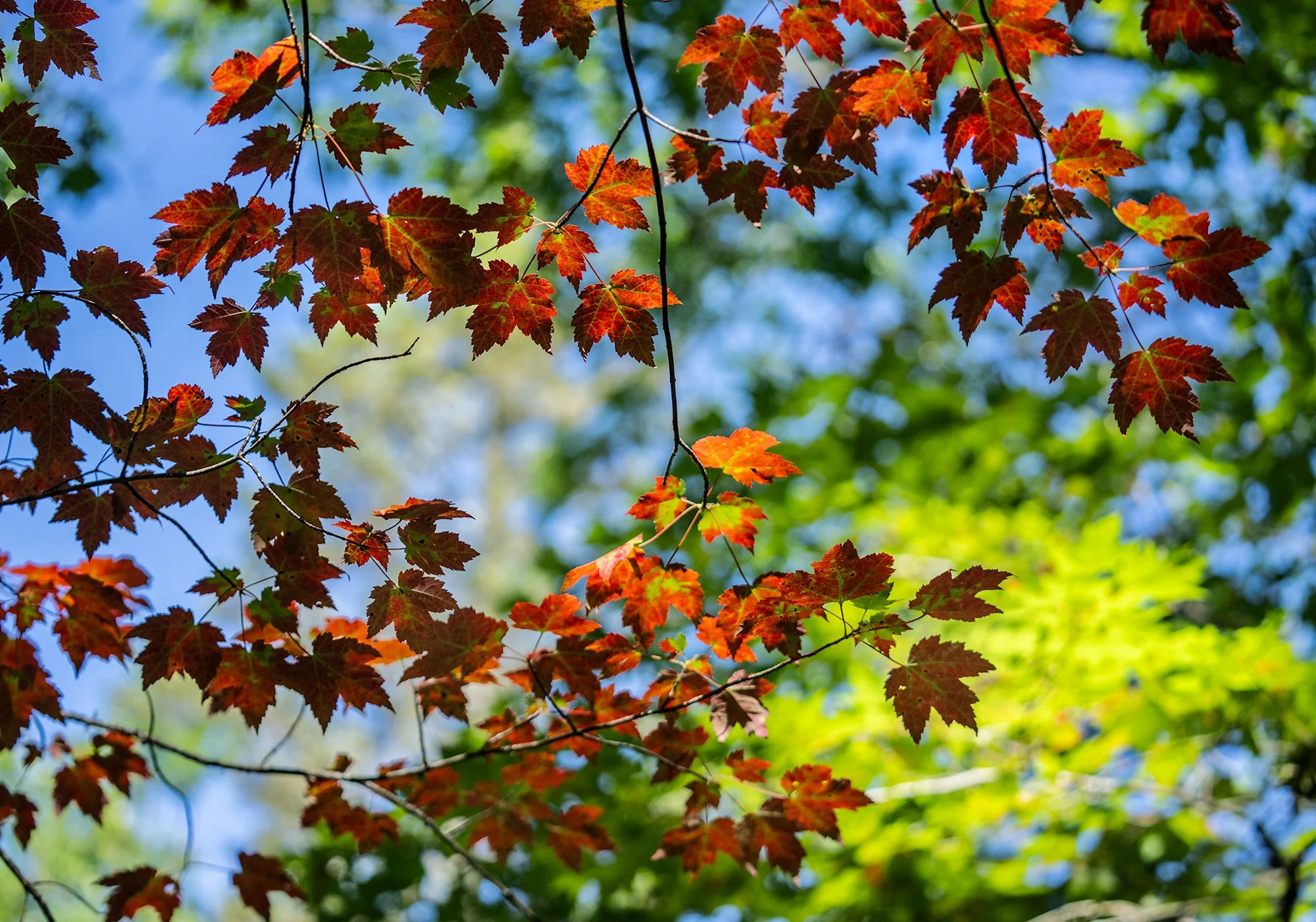 Autumn 