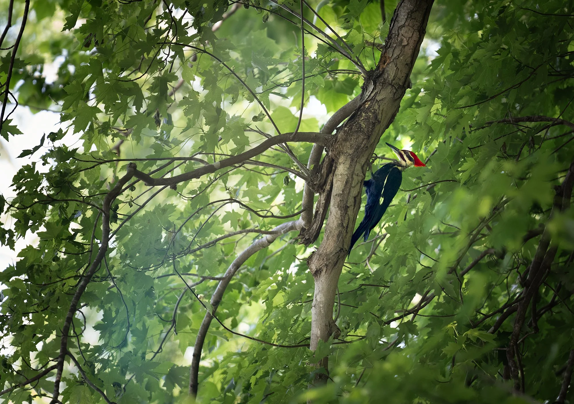 Pileated Woodpecker (Sycamore Island) 