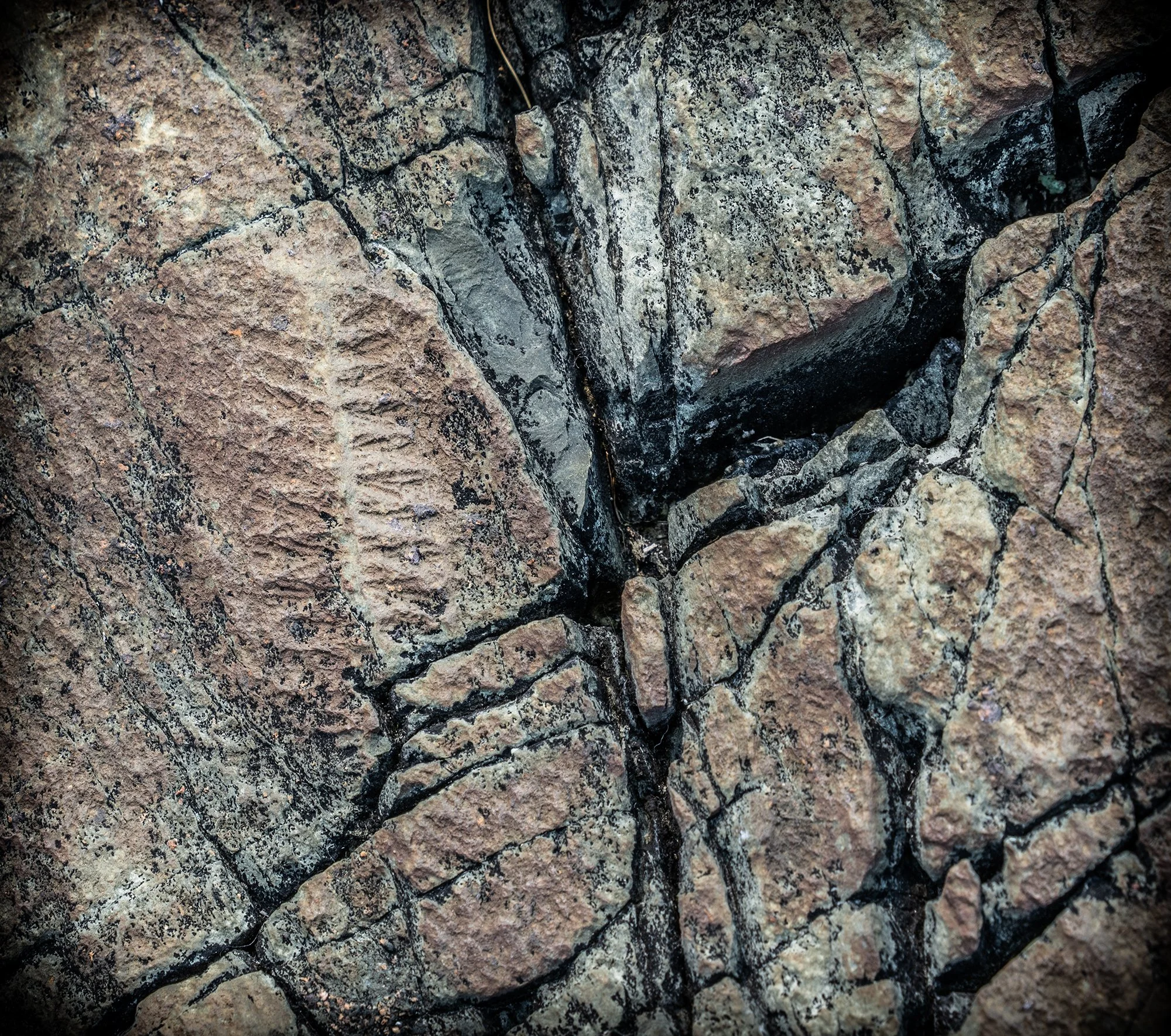 Mistaken Point fossil.jpg