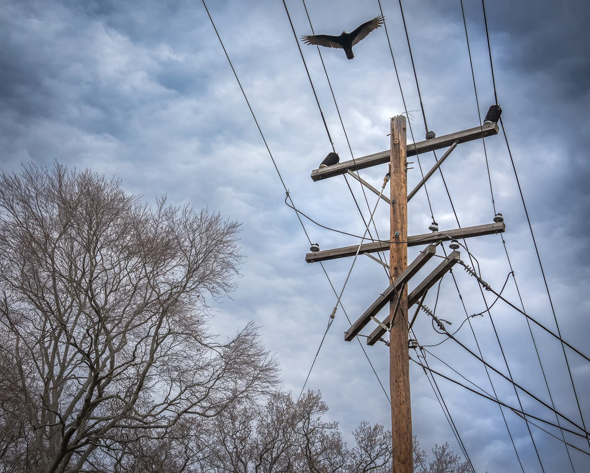 vulture Palisades.jpg