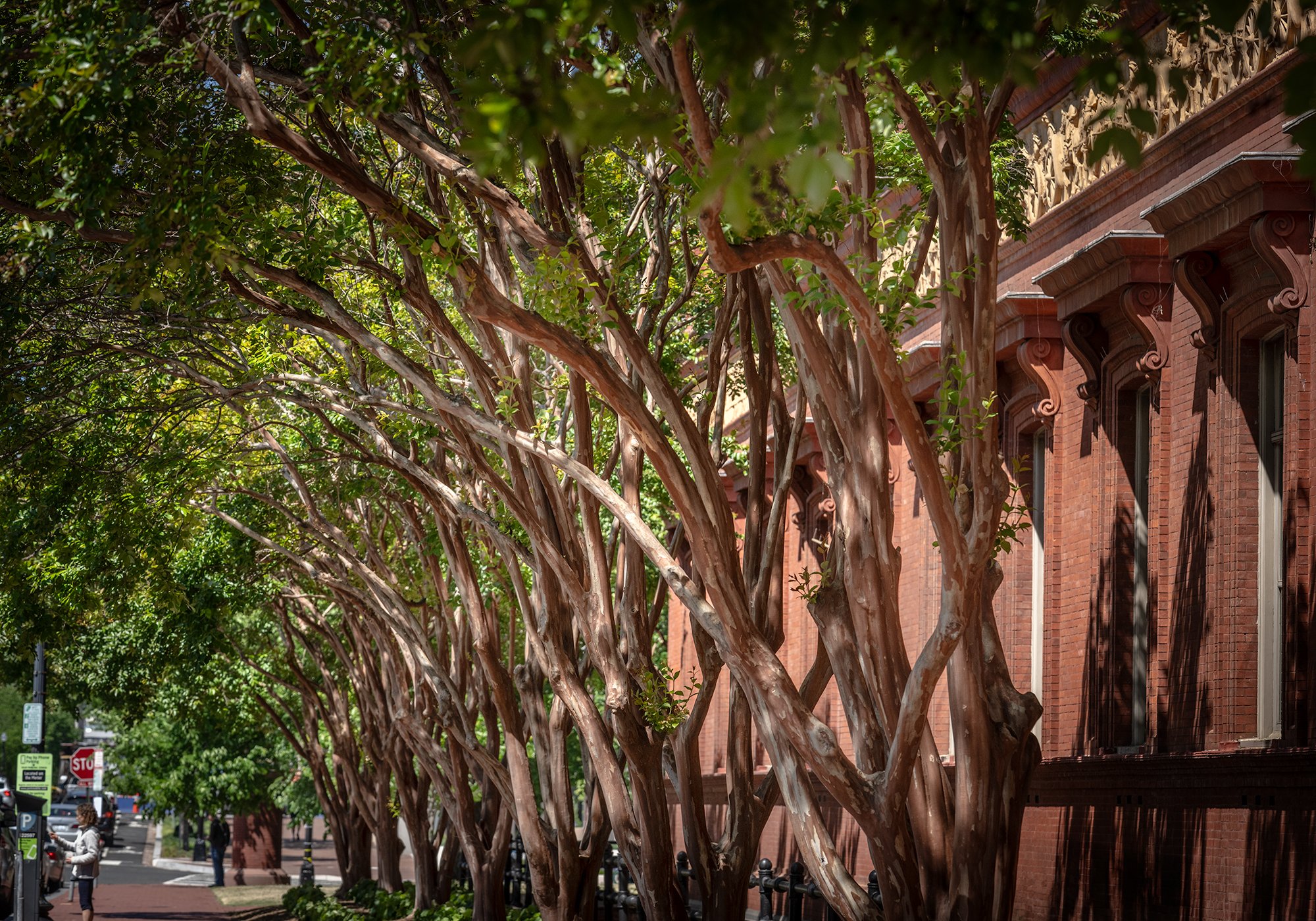 Row of trees with twisted branches and green leaves lining a sidewalk near brick buildings in an urban area.