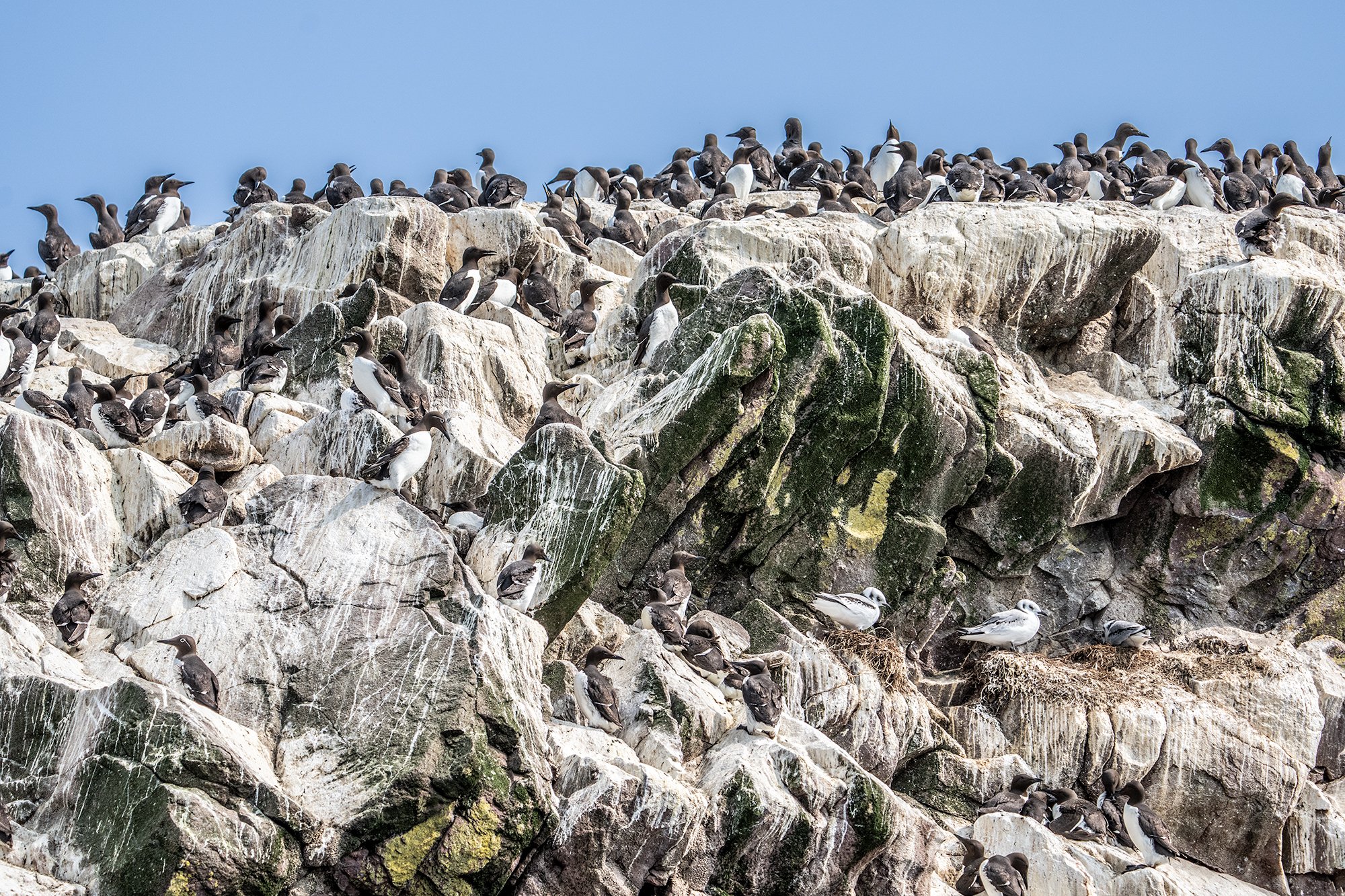 Witless Bay Murres island.jpg