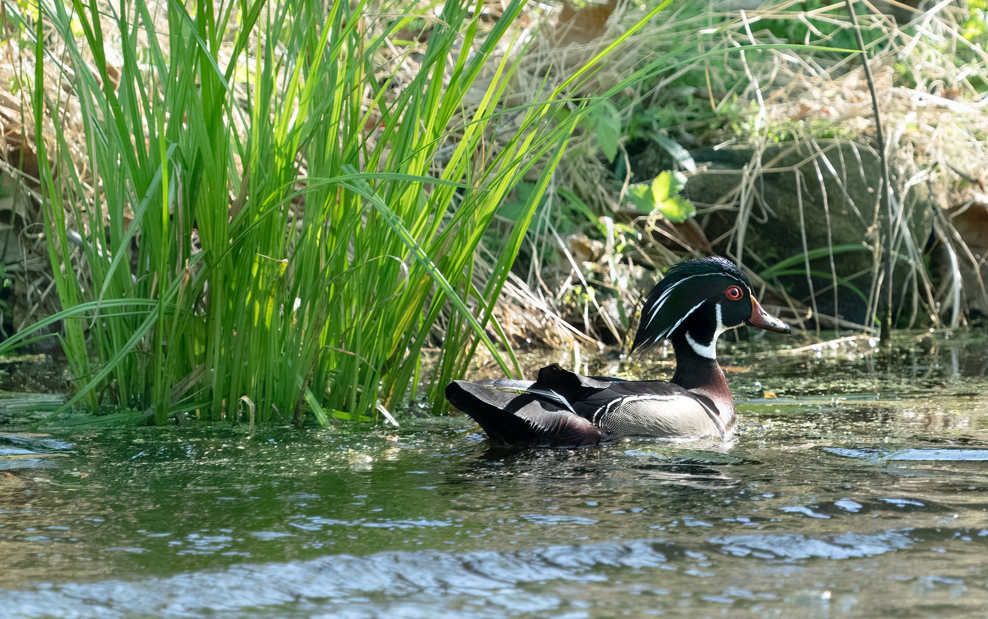 Wood Duck 