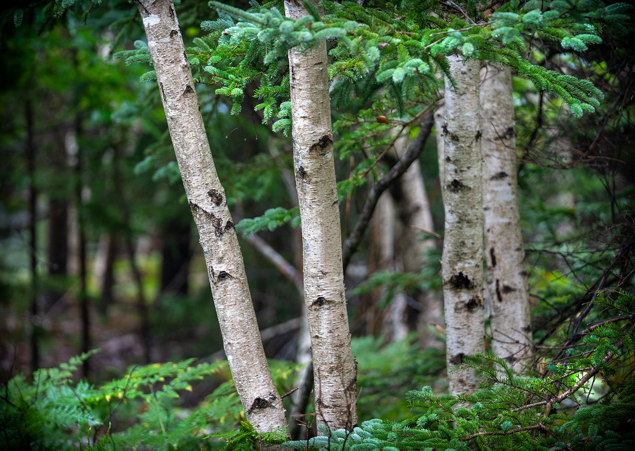 Birch trees