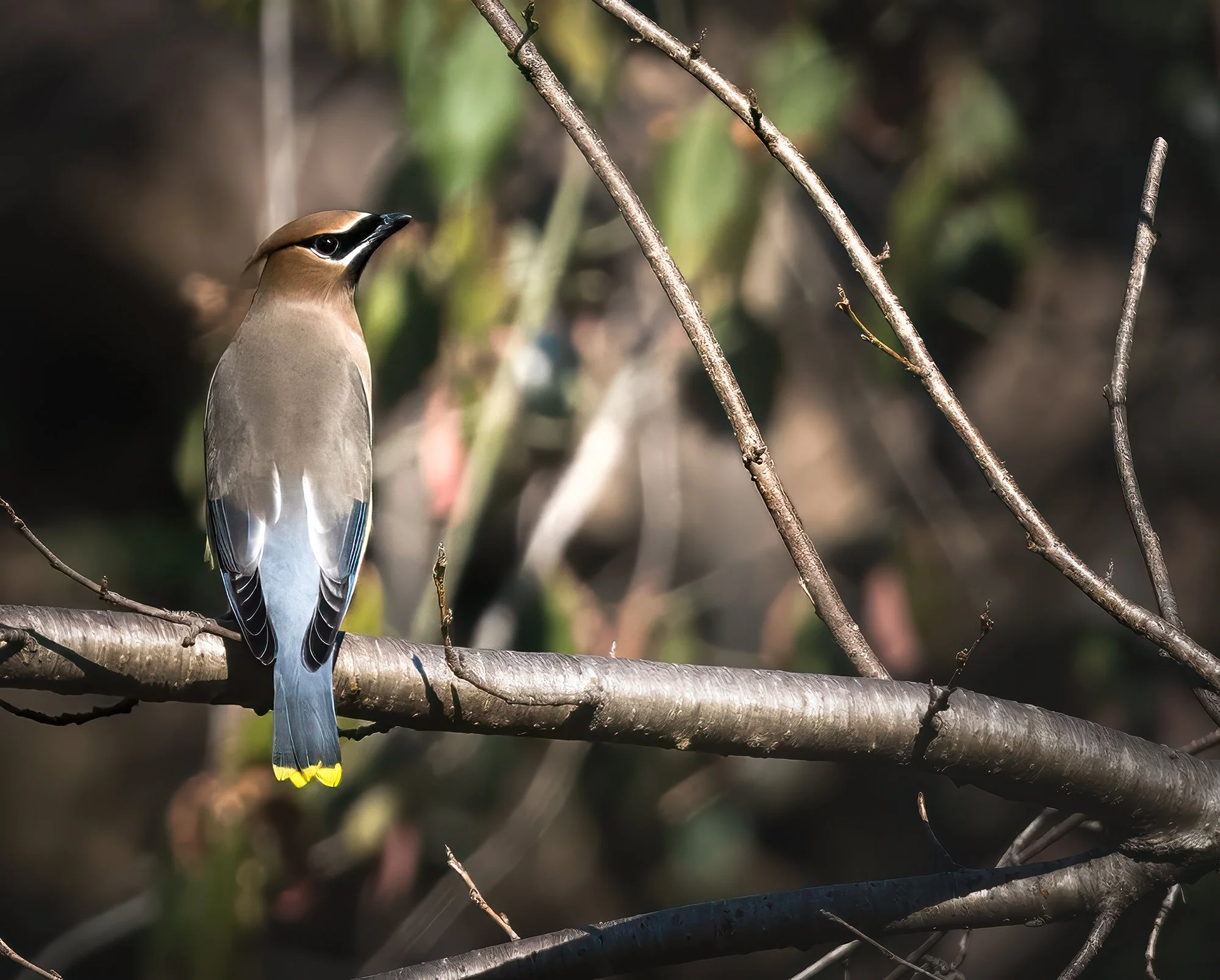Cedar Waxwing.jpg
