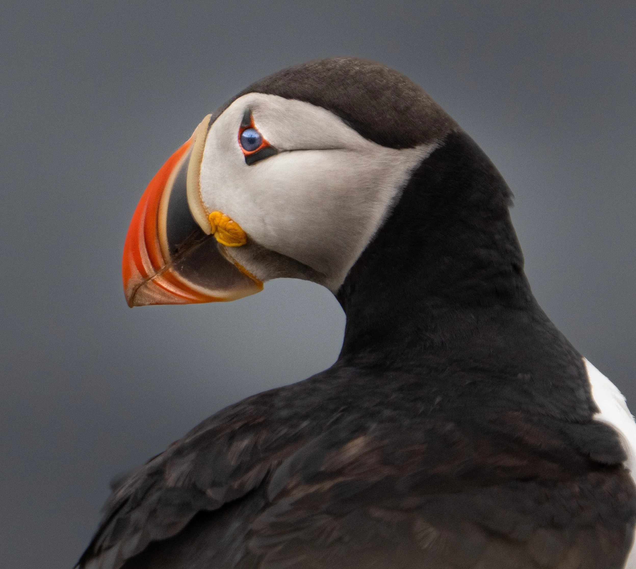 Puffin portrait.jpg