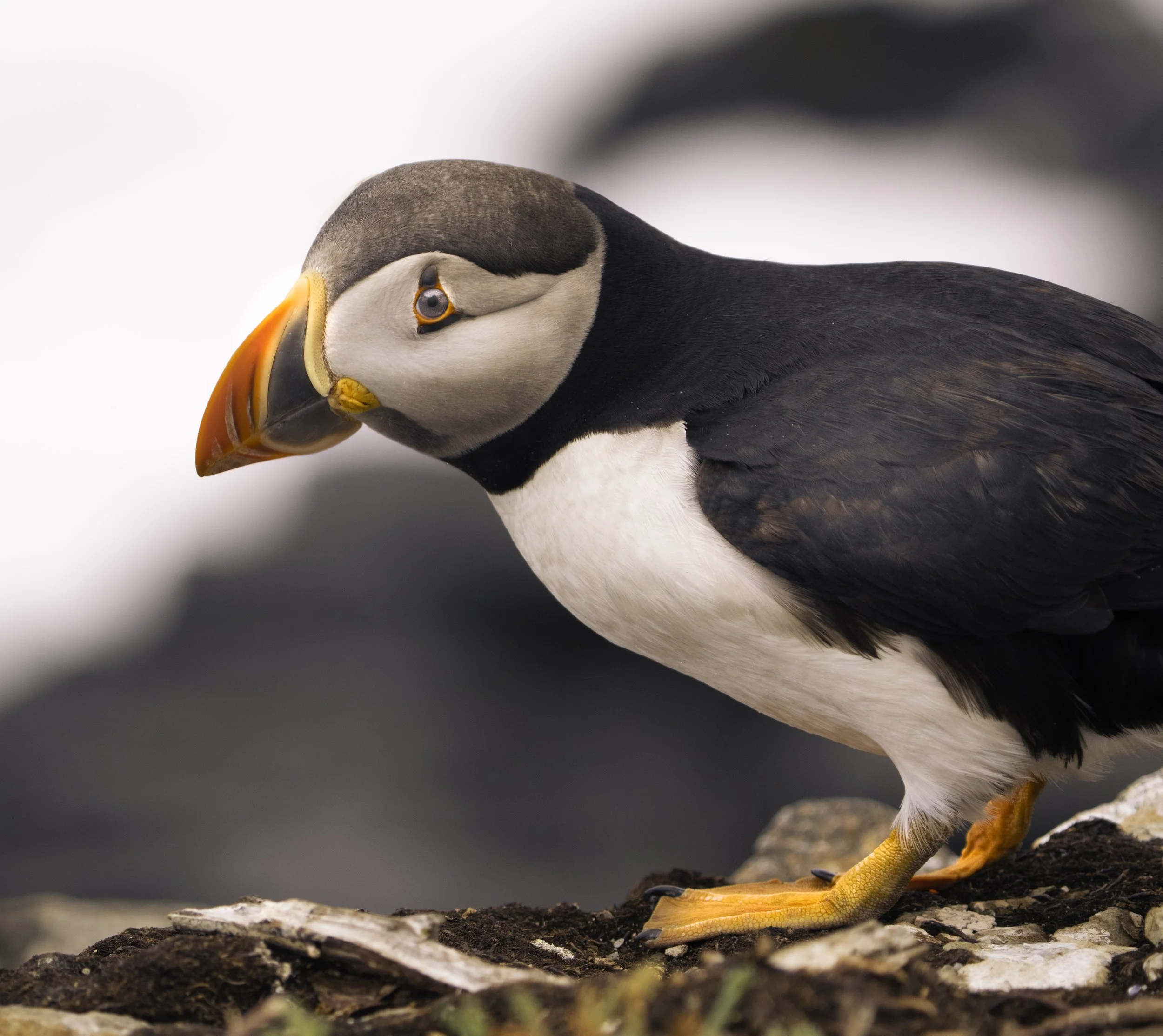puffin copy.jpg