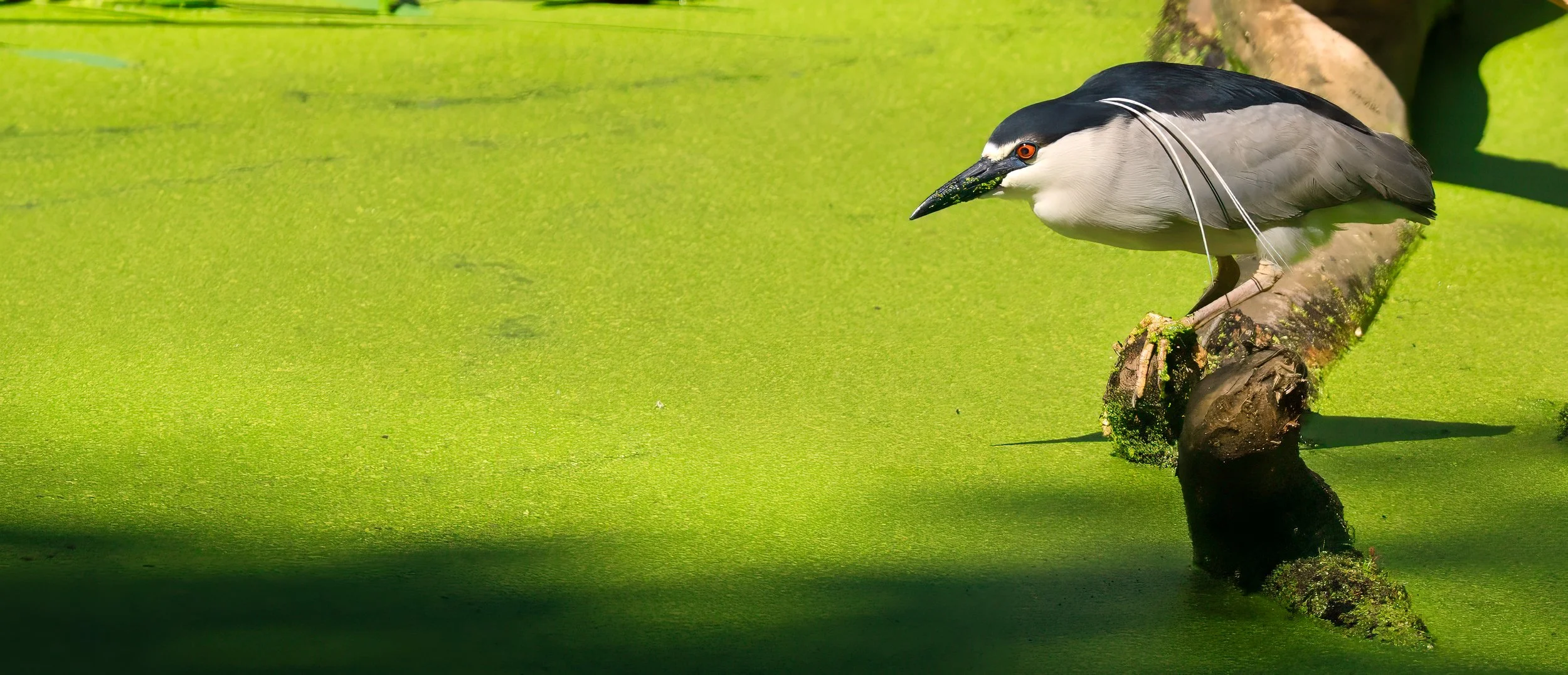 Black-crowned Night Heron