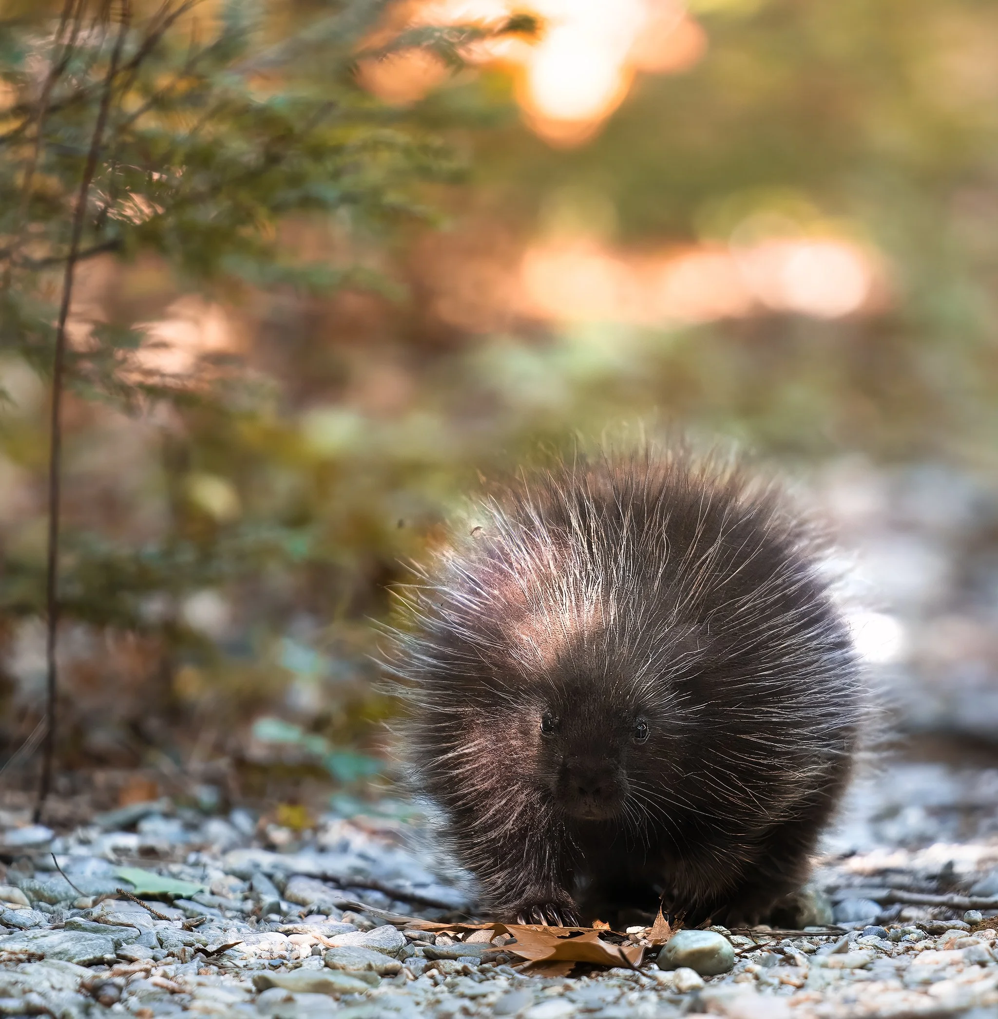 Porcupine 